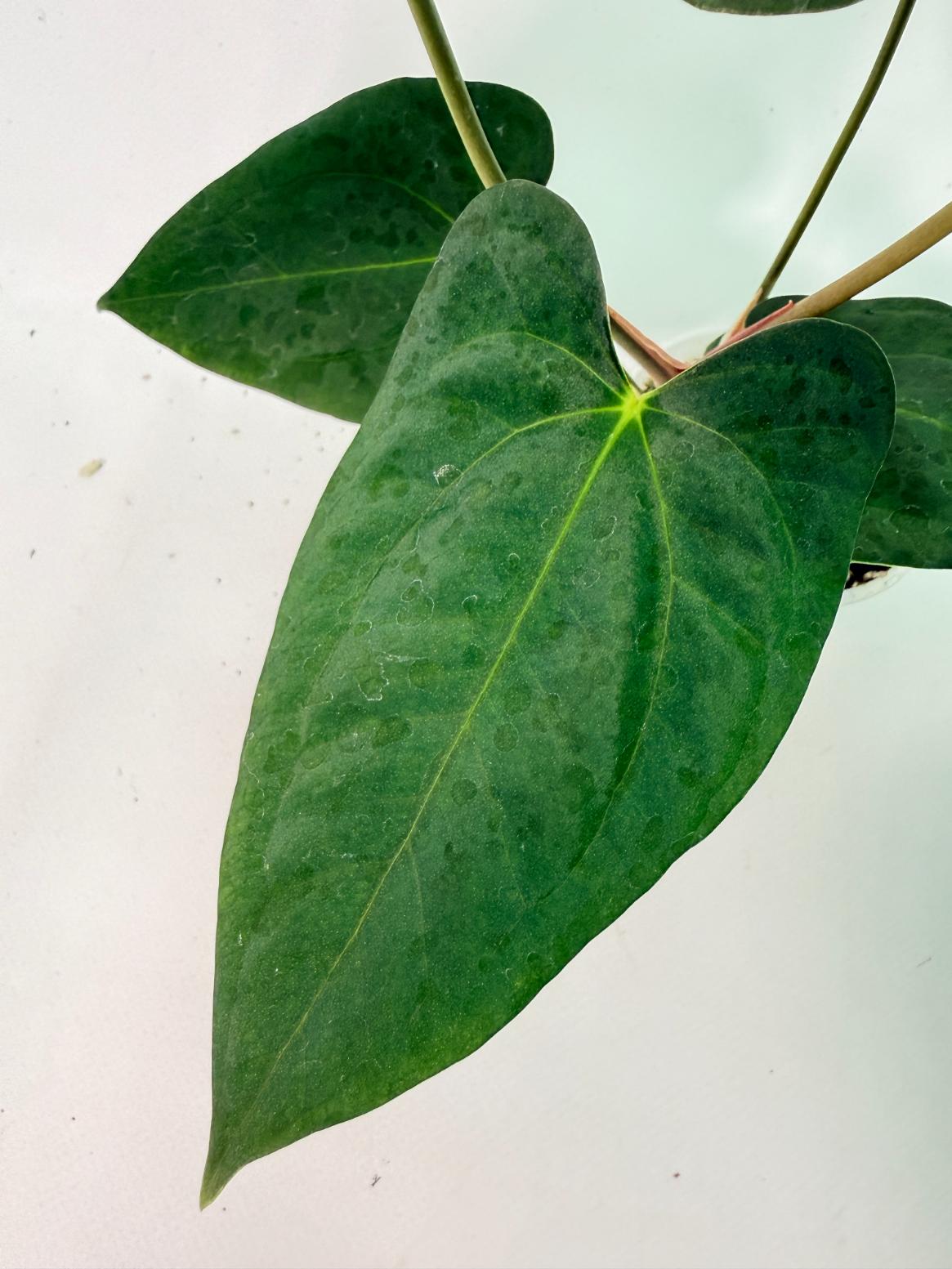 Anthurium Portillae x Dark Phoenix 06