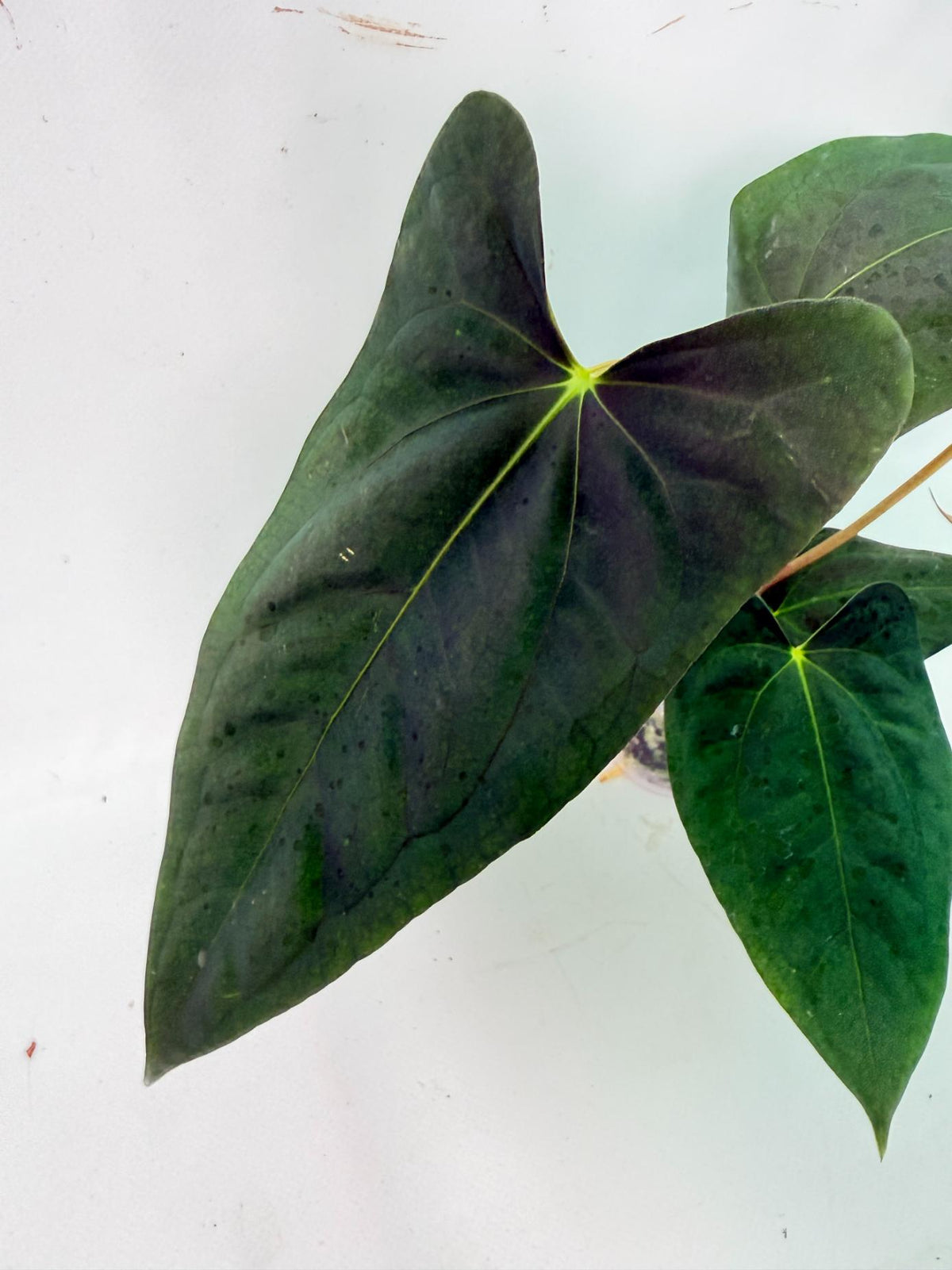 Anthurium Portillae x Dark Phoenix 07