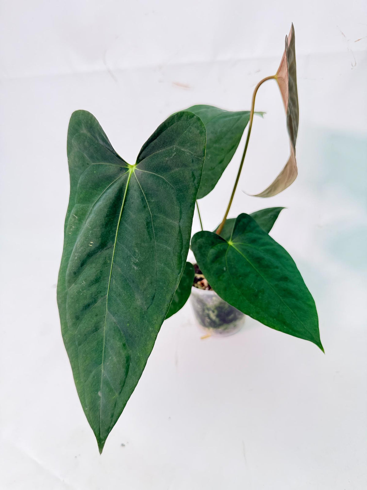Anthurium Portillae x Dark Phoenix 08