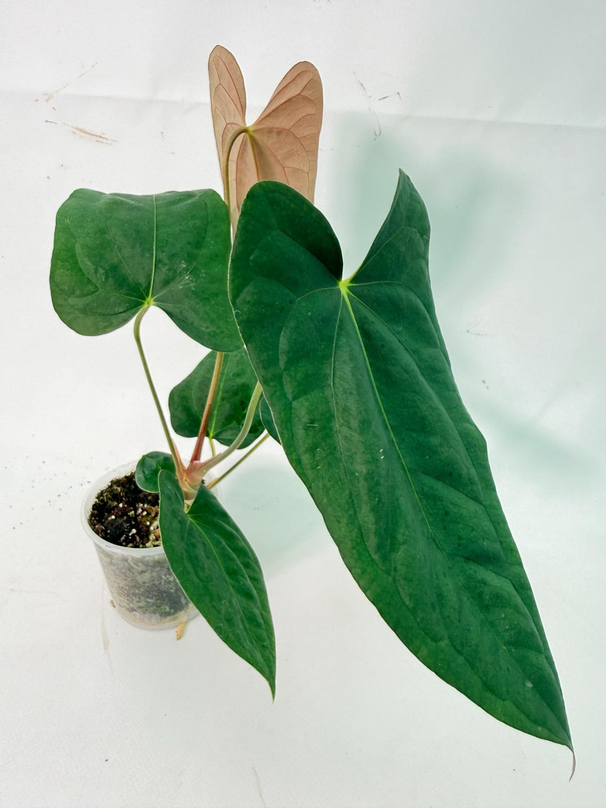 Anthurium Portillae x Dark Phoenix 02
