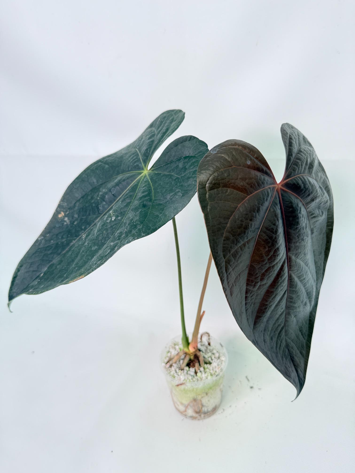 Anthurium Queen of Heart 1