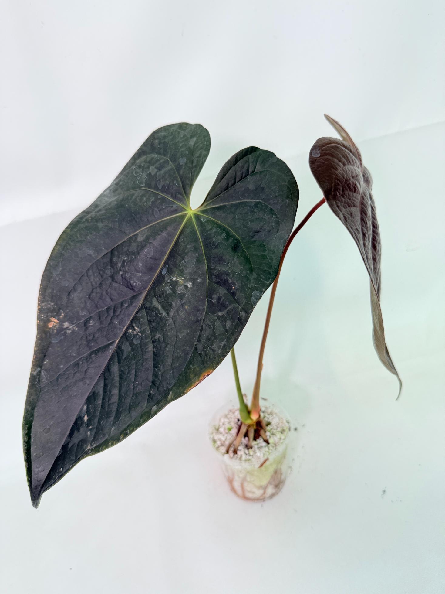 Anthurium Queen of Heart 8