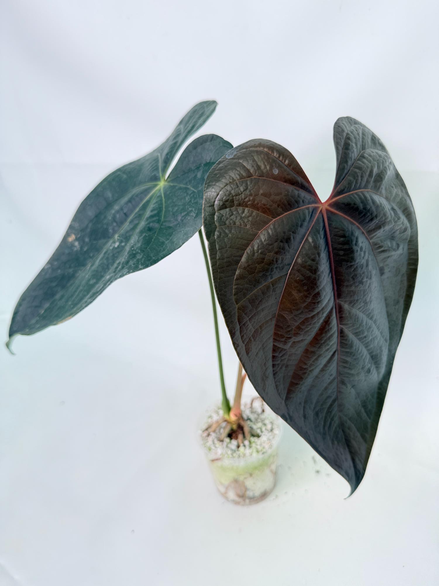 Anthurium Queen of Heart 9