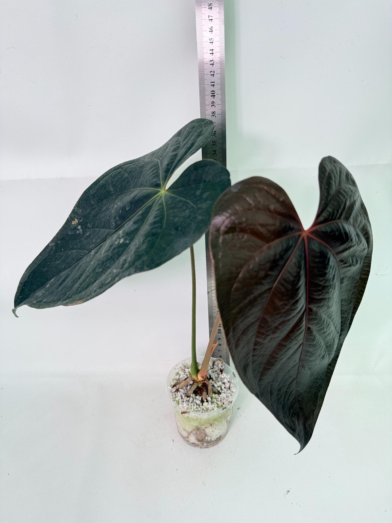 Anthurium Queen of Heart 3
