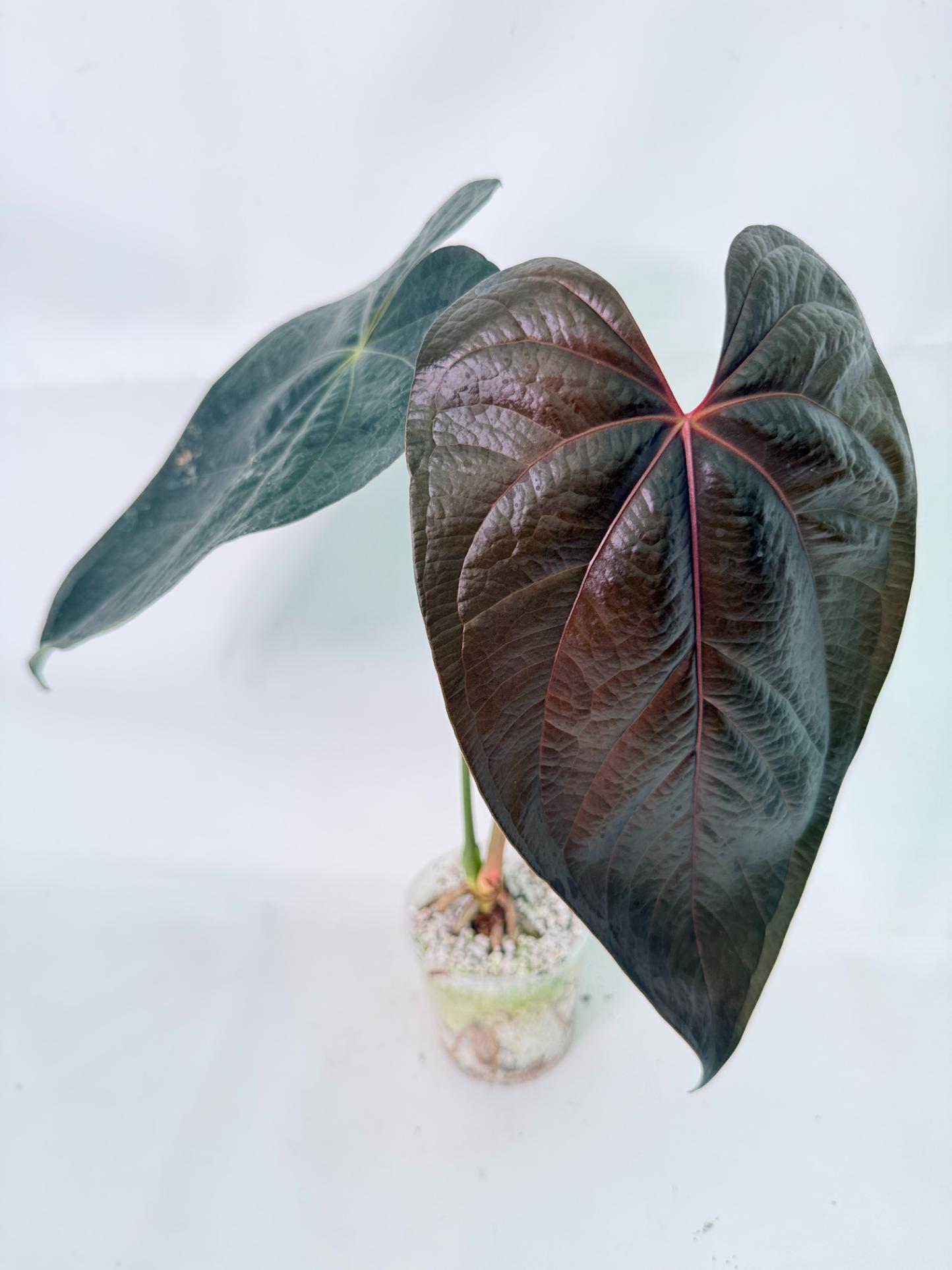 Anthurium Queen of Heart 4