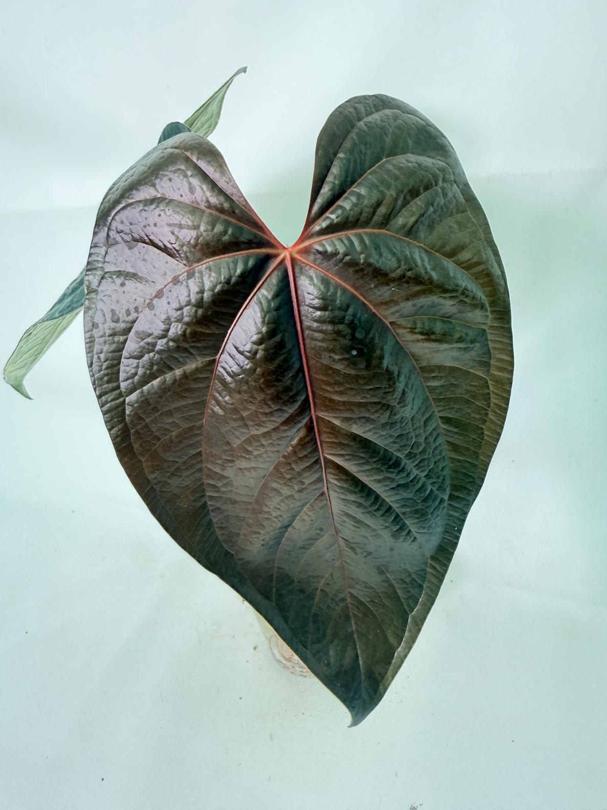 Anthurium Queen of Heart 2