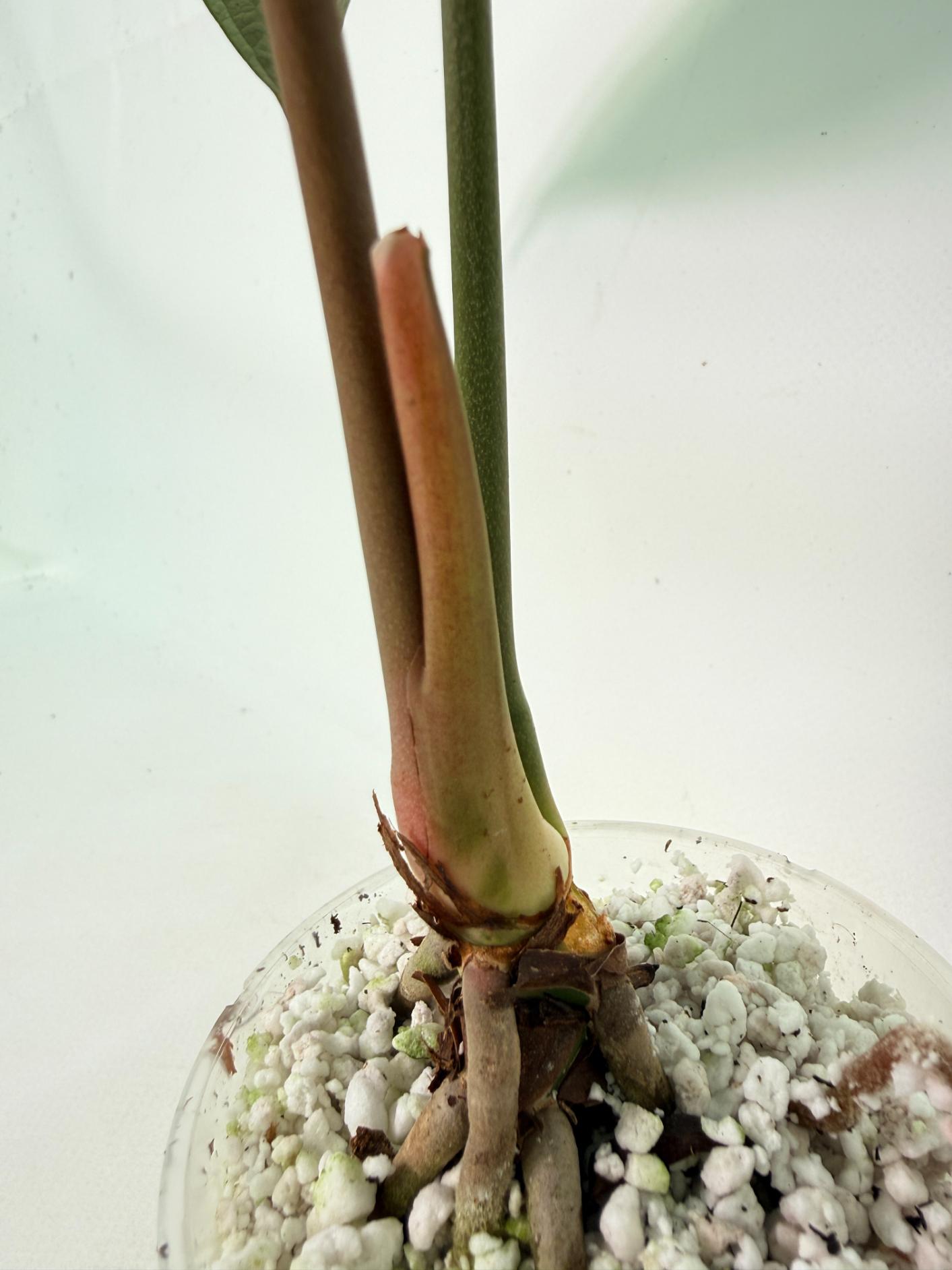 Anthurium Queen of Heart 5