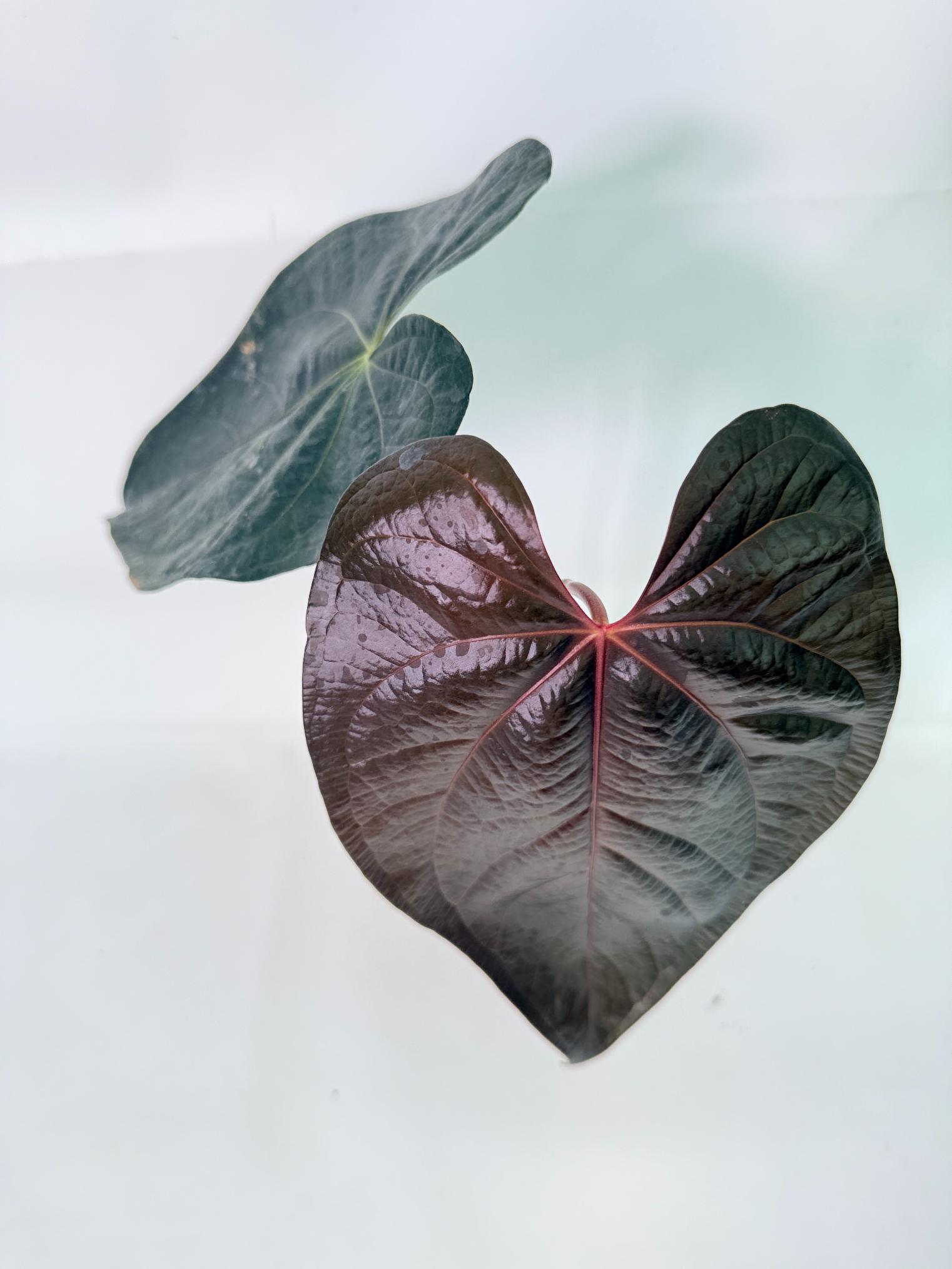 Anthurium Queen of Heart 6