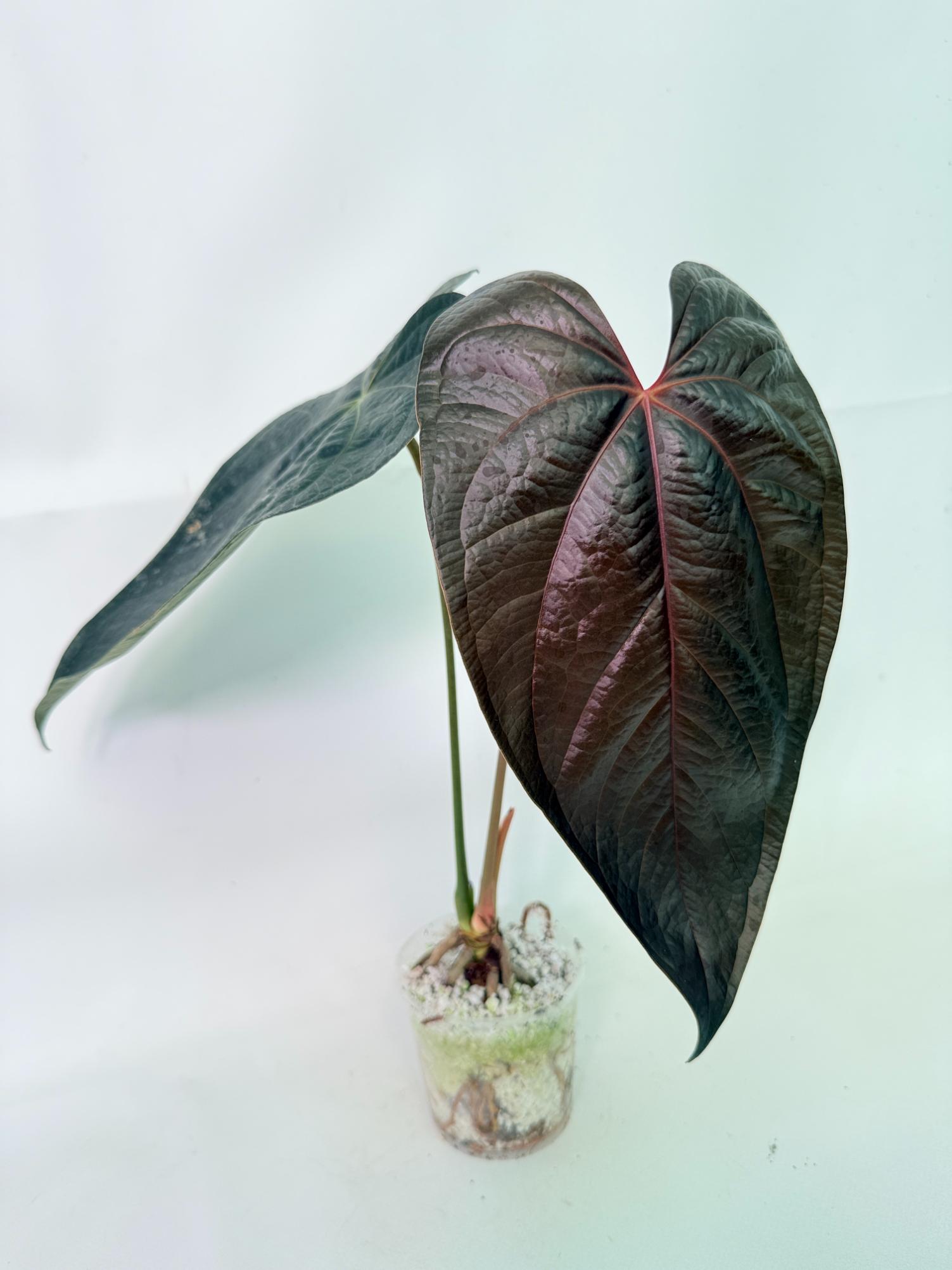 Anthurium Queen of Heart 7