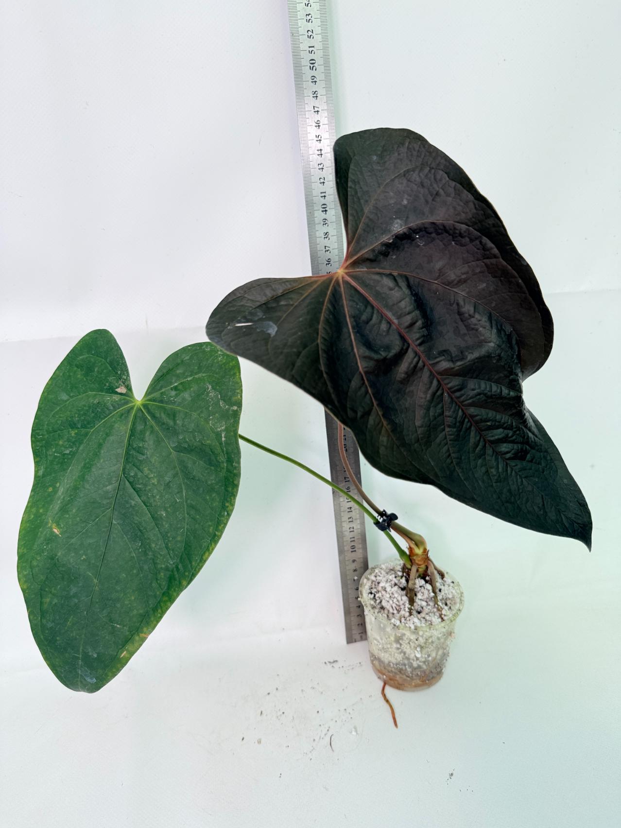 Anthurium Queen of Heart 1