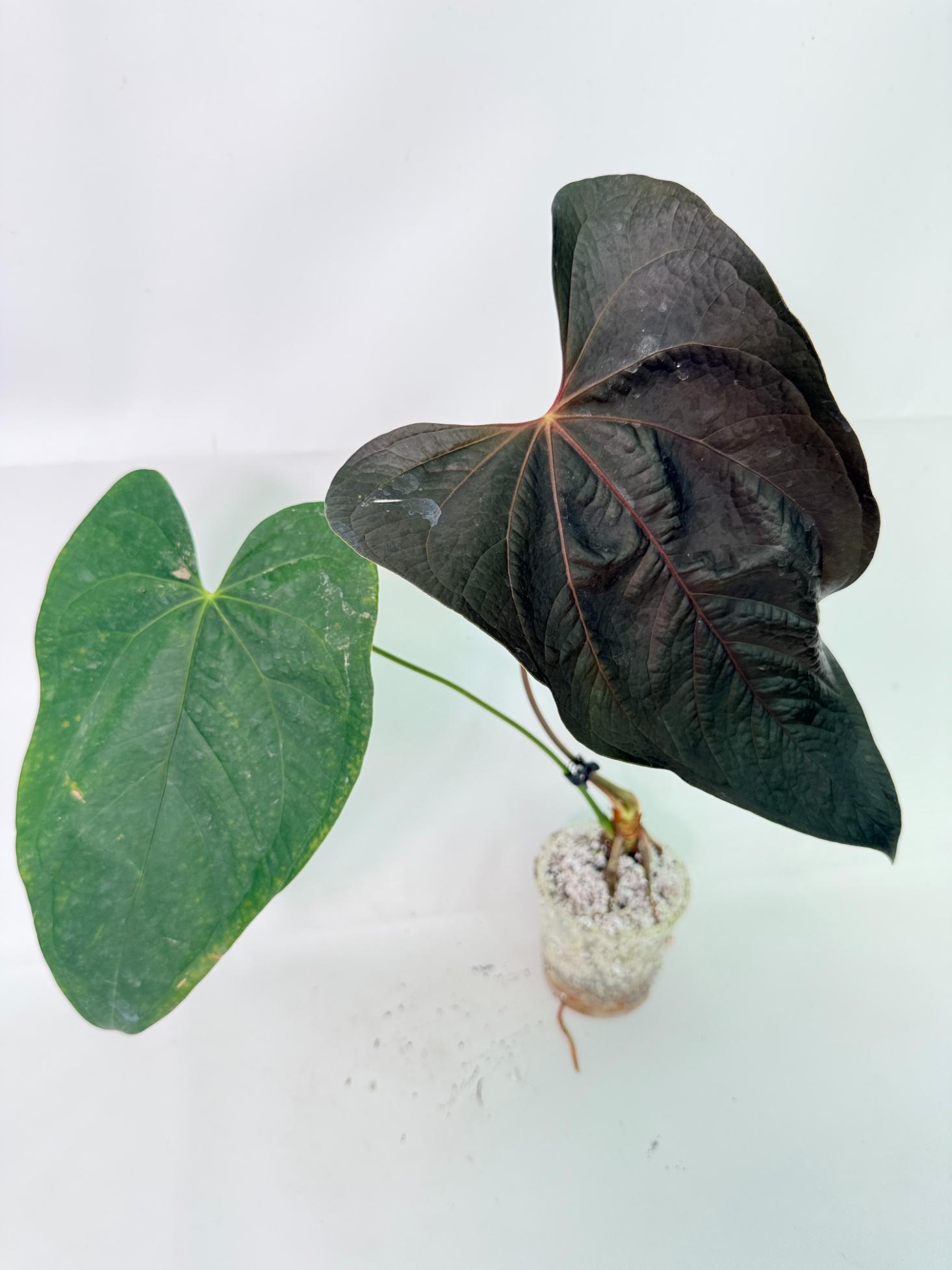 Anthurium Queen of Heart 3