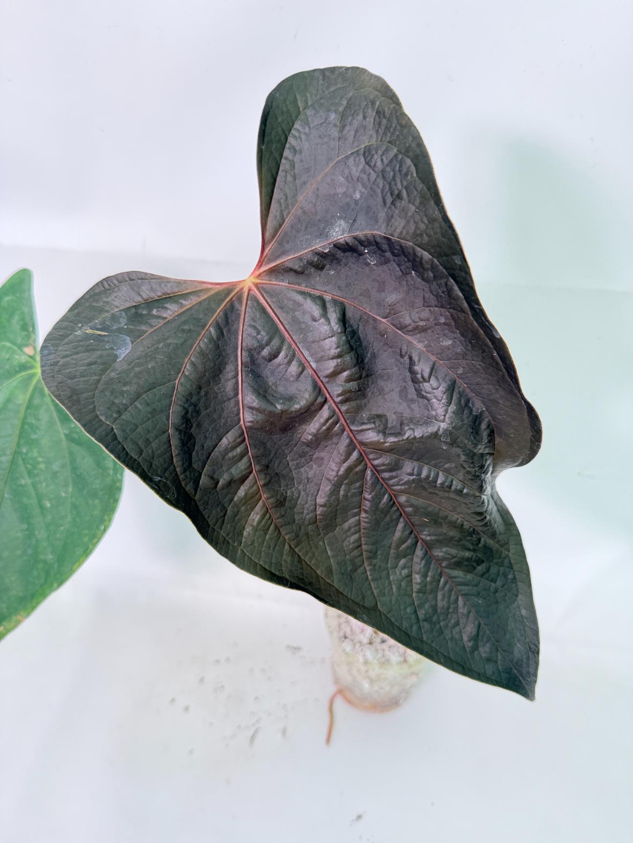 Anthurium Queen of Heart 2