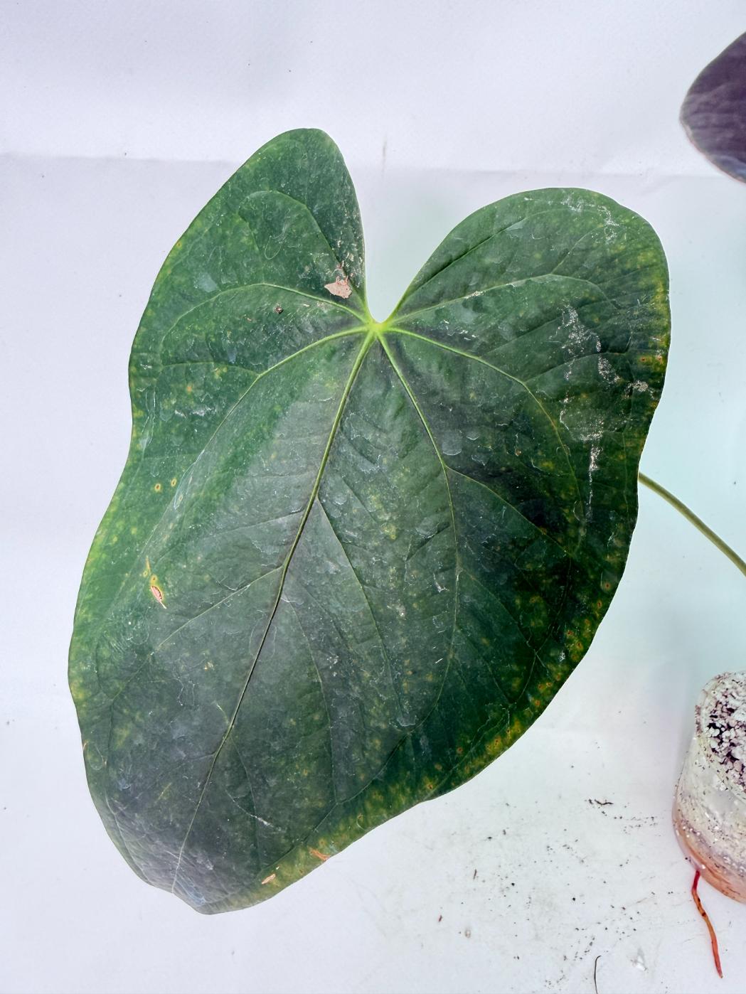 Anthurium Queen of Heart 5