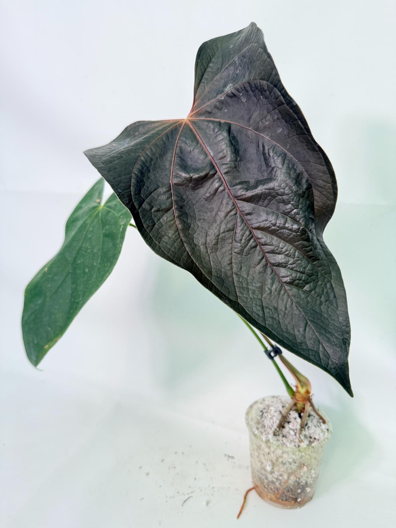 Anthurium Queen of Heart 4
