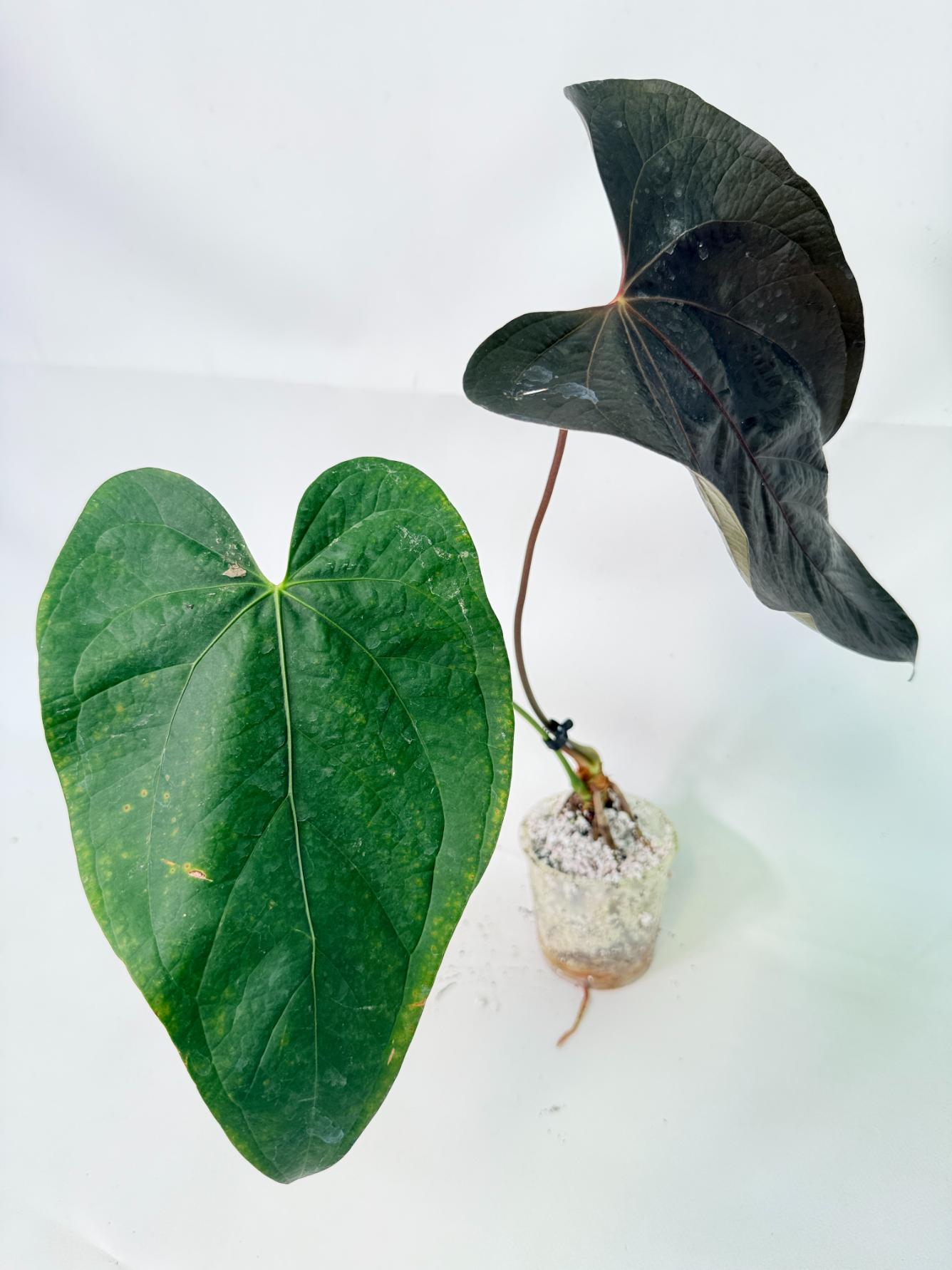 Anthurium Queen of Heart 6