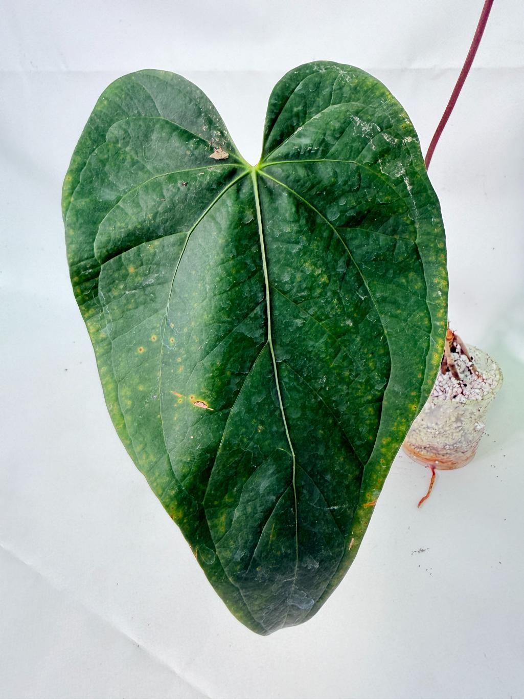 Anthurium Queen of Heart 7