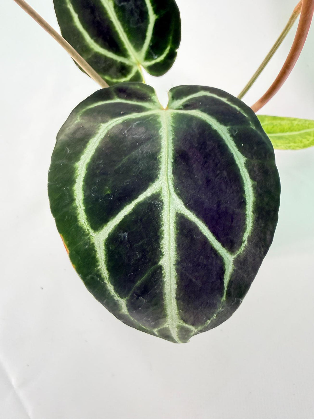 Anthurium Red Crystallinum x Dorayaki 09