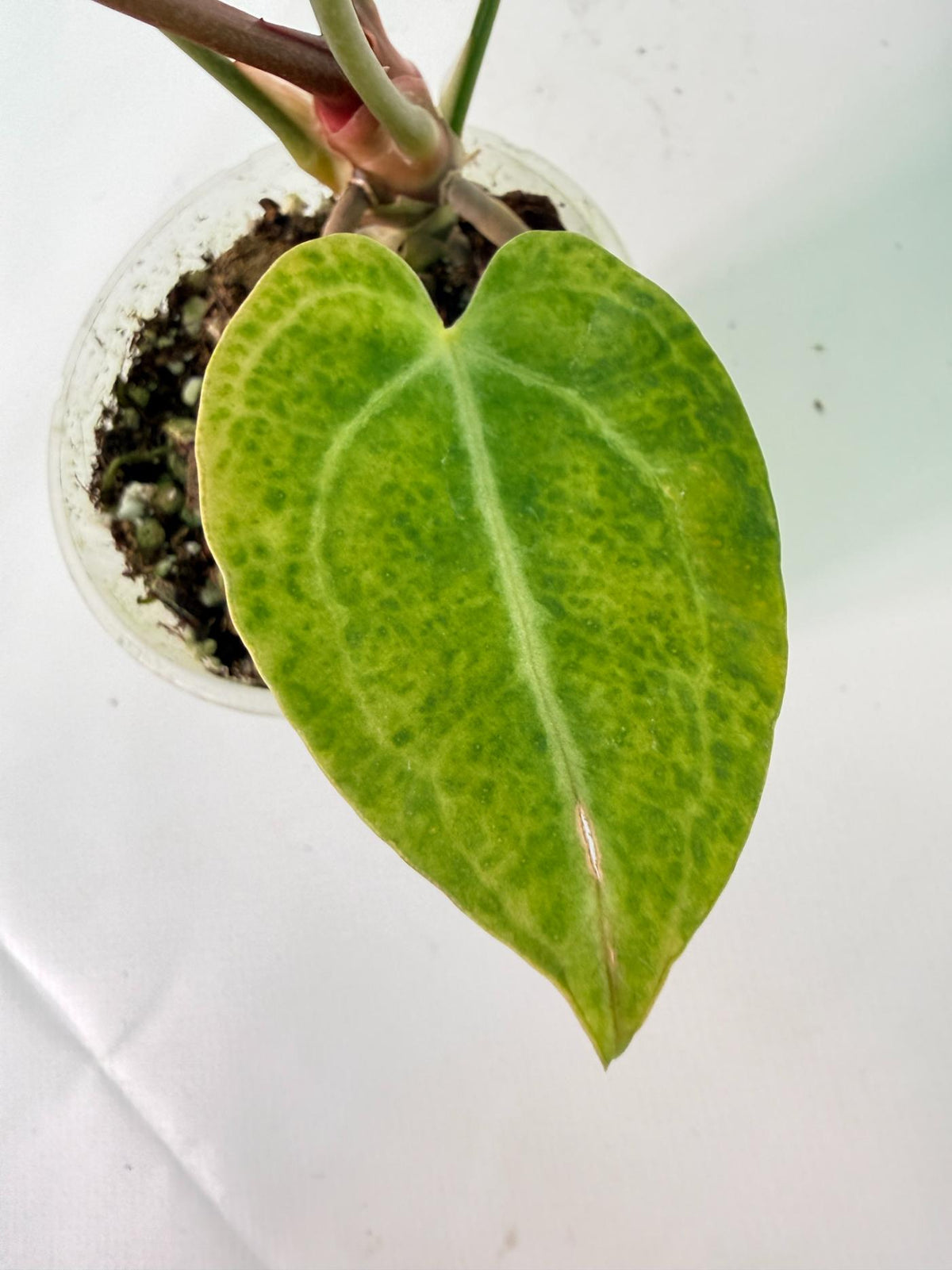 Anthurium Red Crystallinum x Dorayaki 10