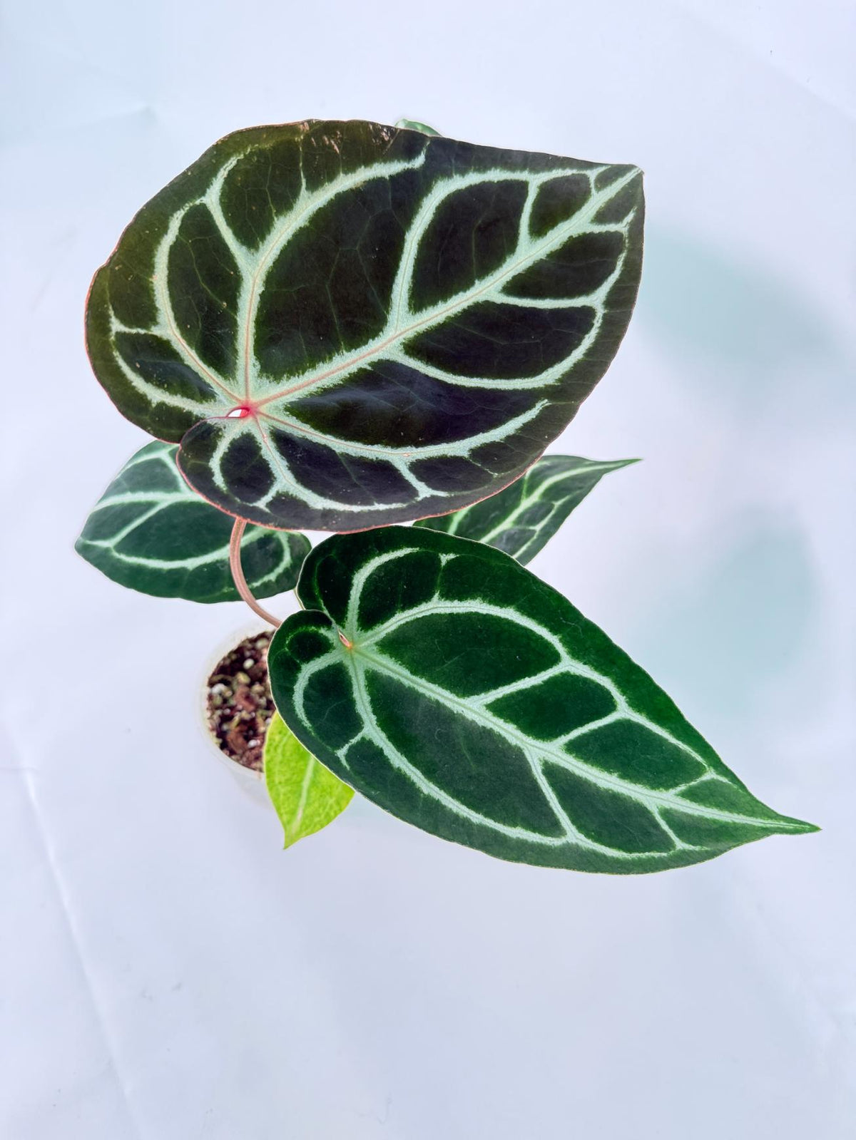 Anthurium Red Crystallinum x Dorayaki 11