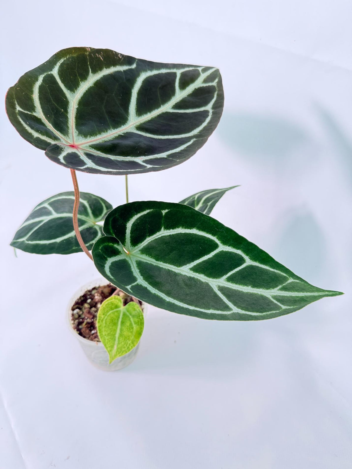 Anthurium Red Crystallinum x Dorayaki 07