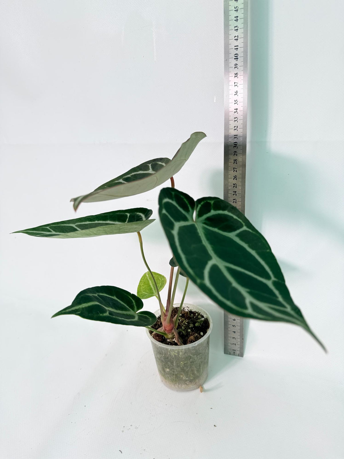 Anthurium Red Crystallinum x Dorayaki 12