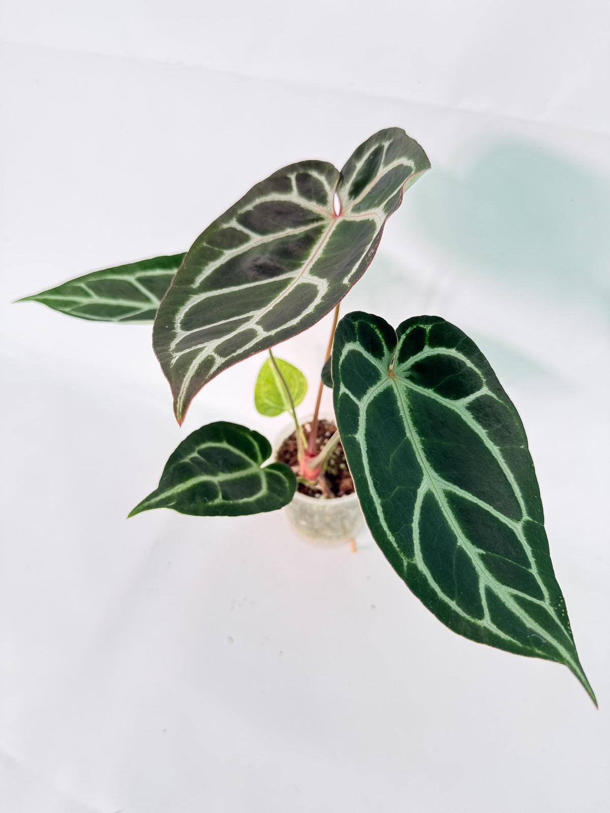 Anthurium Red Crystallinum x Dorayaki 01