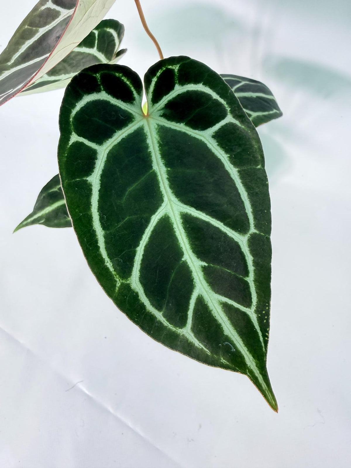 Anthurium Red Crystallinum x Dorayaki 02