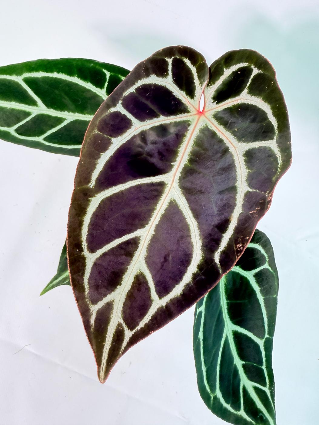 Anthurium Red Crystallinum x Dorayaki 3