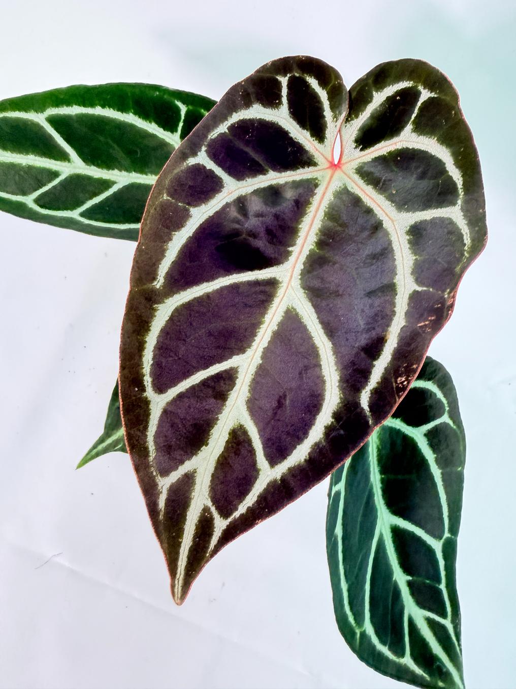 Anthurium Red Crystallinum x Dorayaki 04