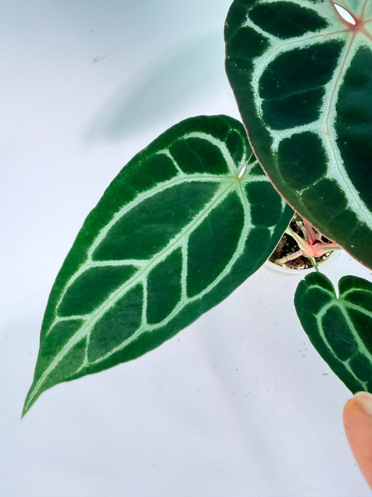 Anthurium Red Crystallinum x Dorayaki 05