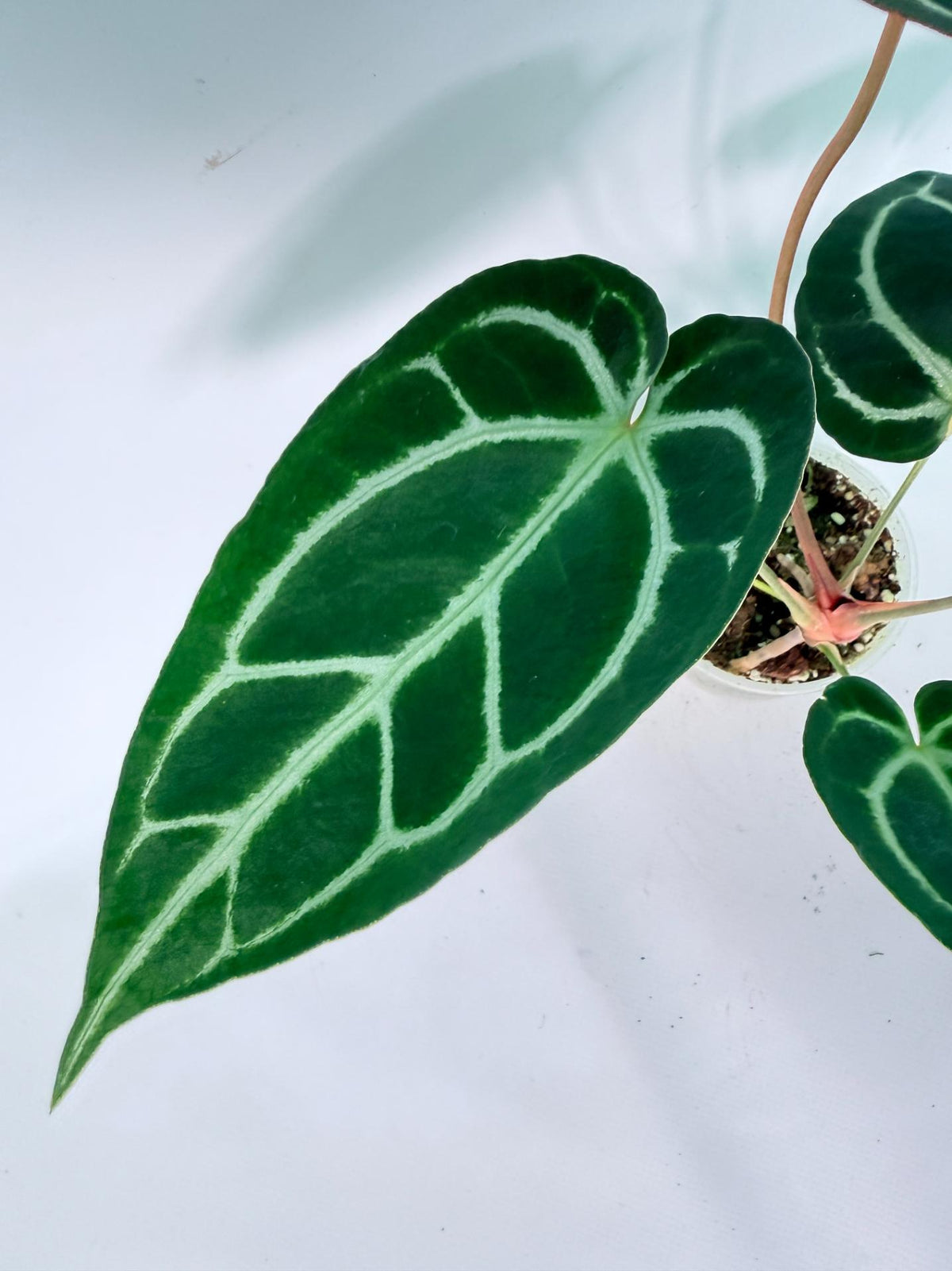 Anthurium Red Crystallinum x Dorayaki 06