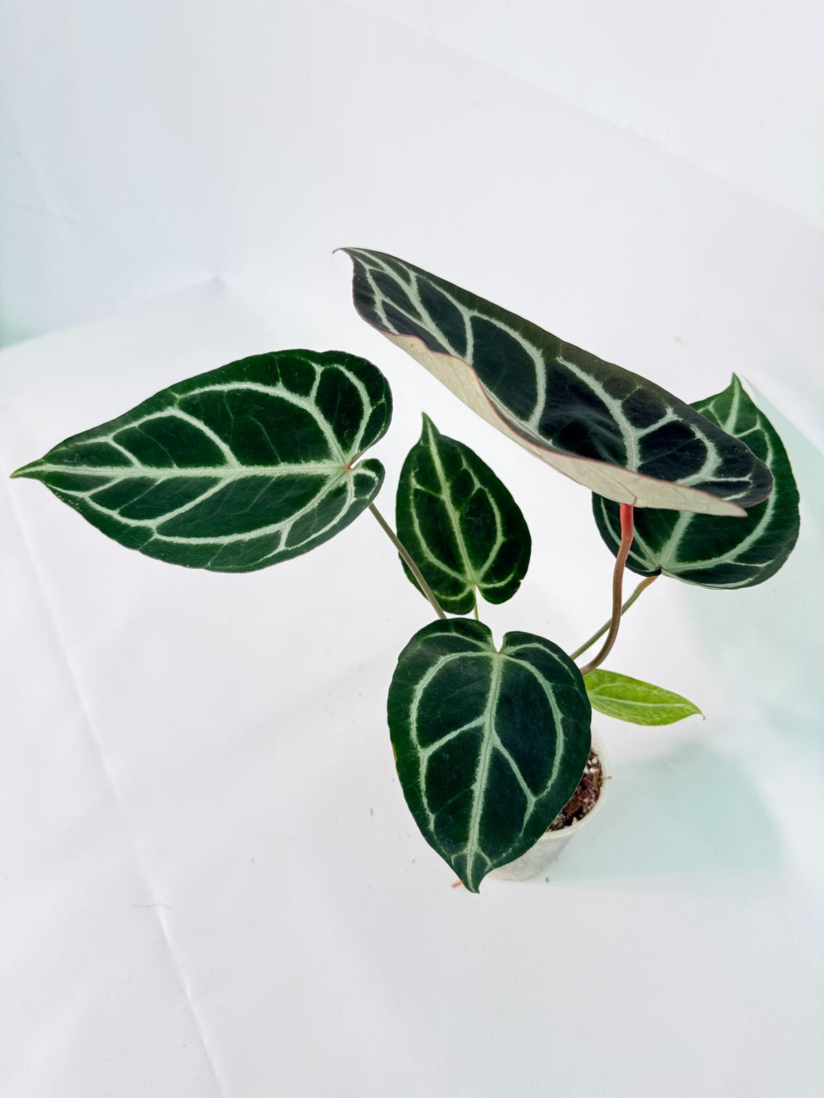 Anthurium Red Crystallinum x Dorayaki 08