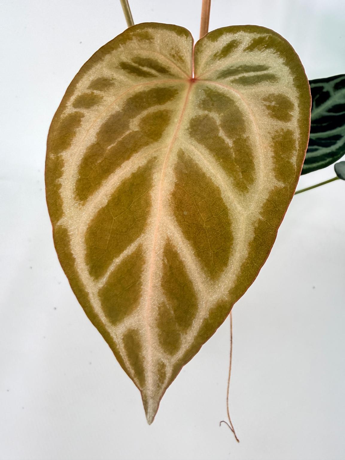 Anthurium Red Crystallinum x Silver Blush 10