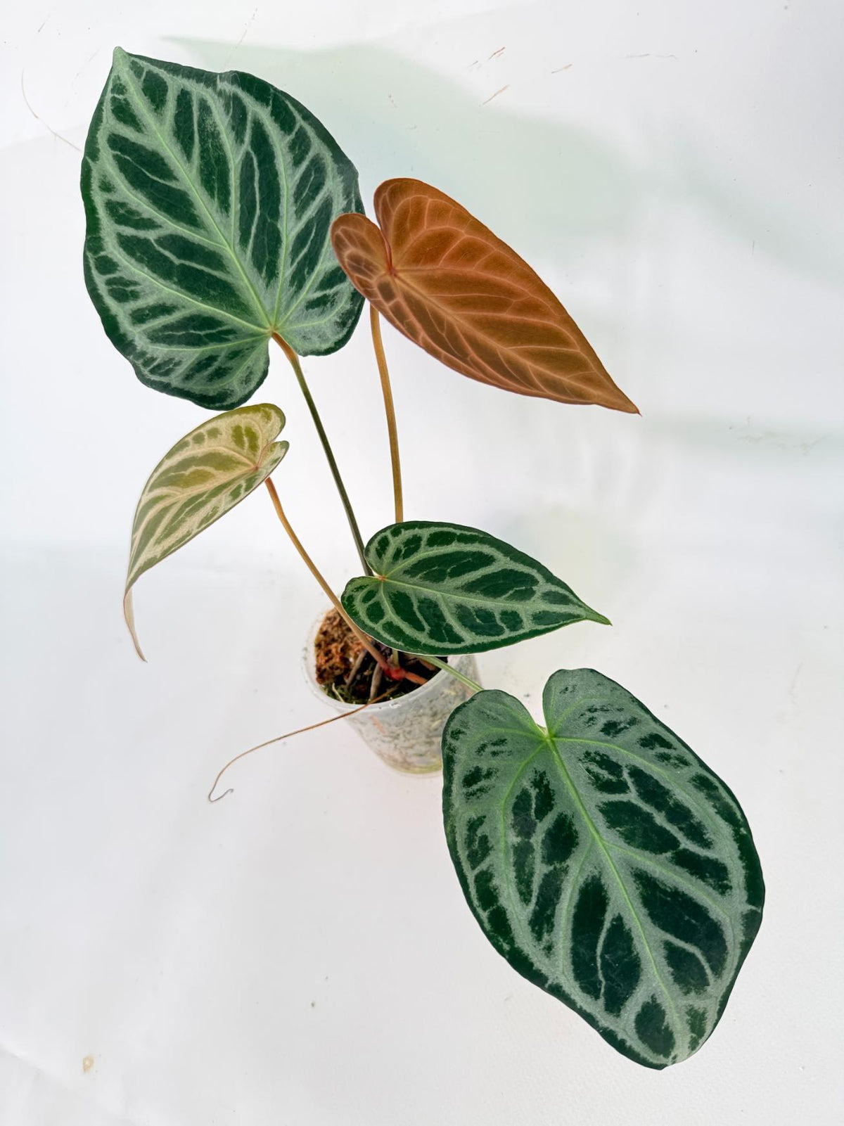 Anthurium Red Crystallinum x Silver Blush 01