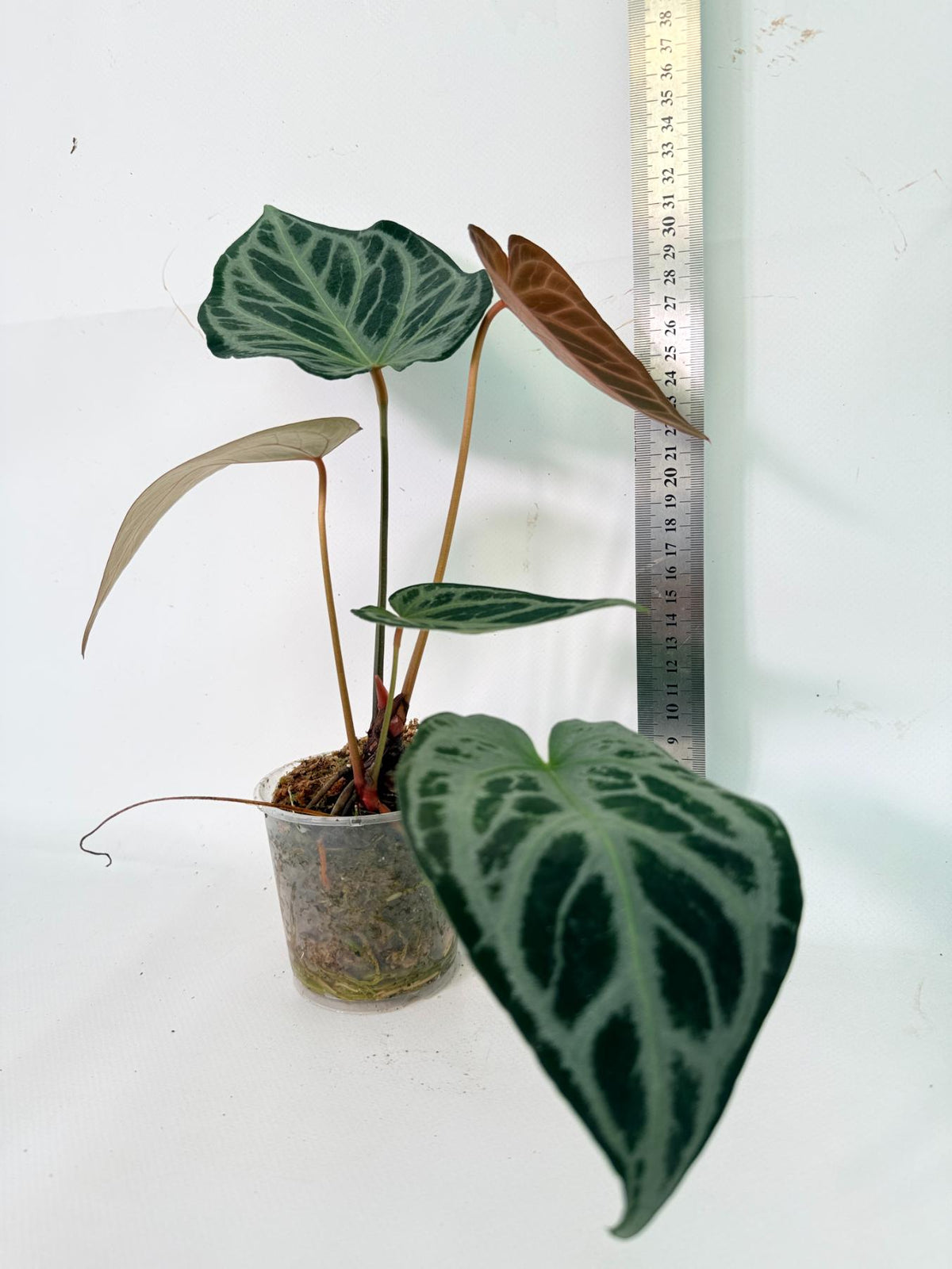 Anthurium Red Crystallinum x Silver Blush 04