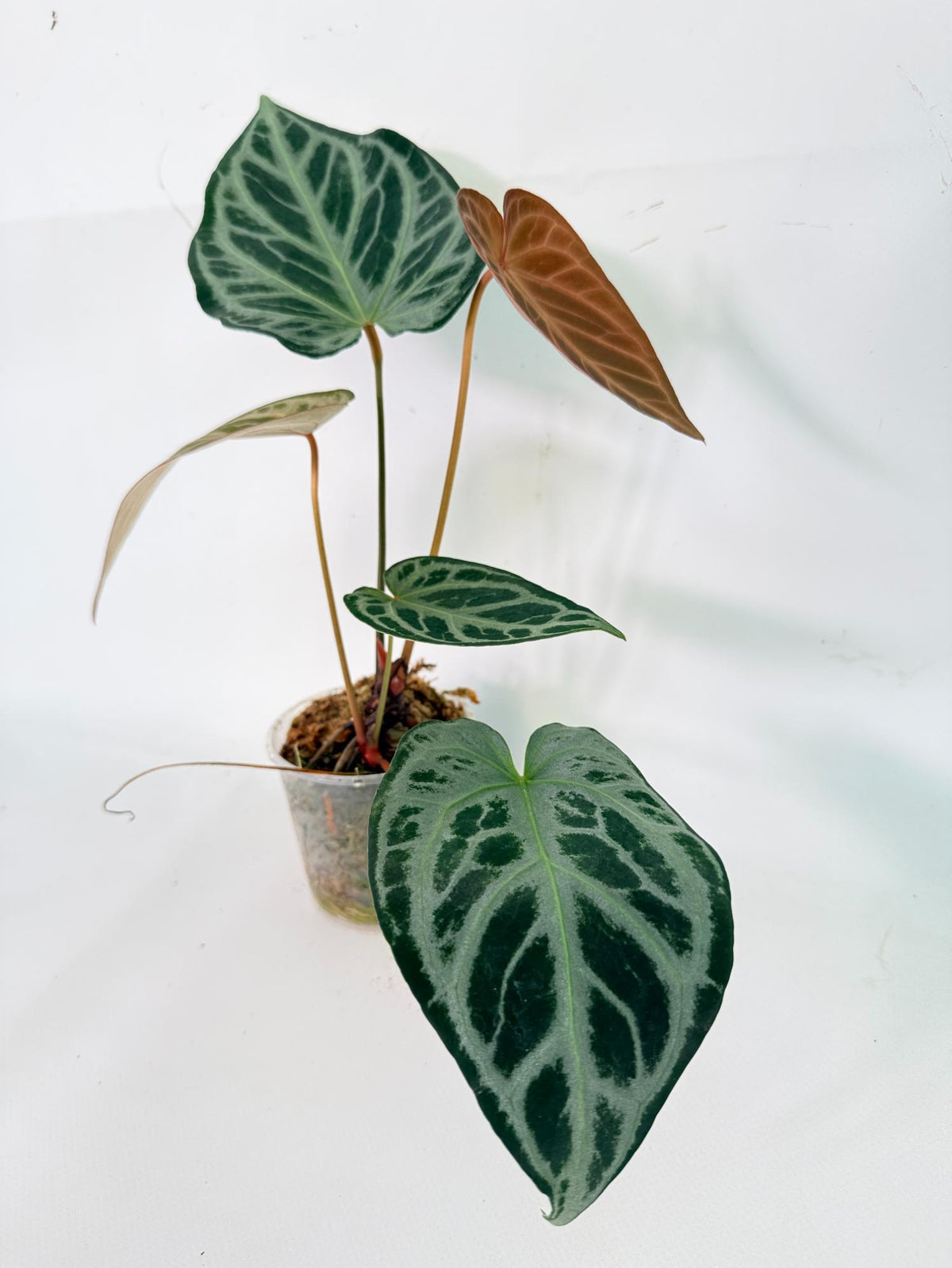 Anthurium Red Crystallinum x Silver Blush 05
