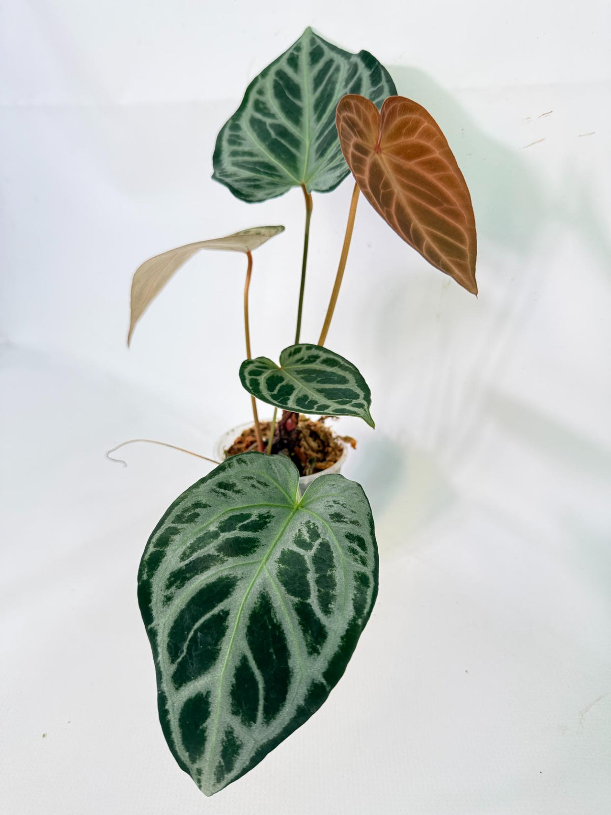 Anthurium Red Crystallinum x Silver Blush 02