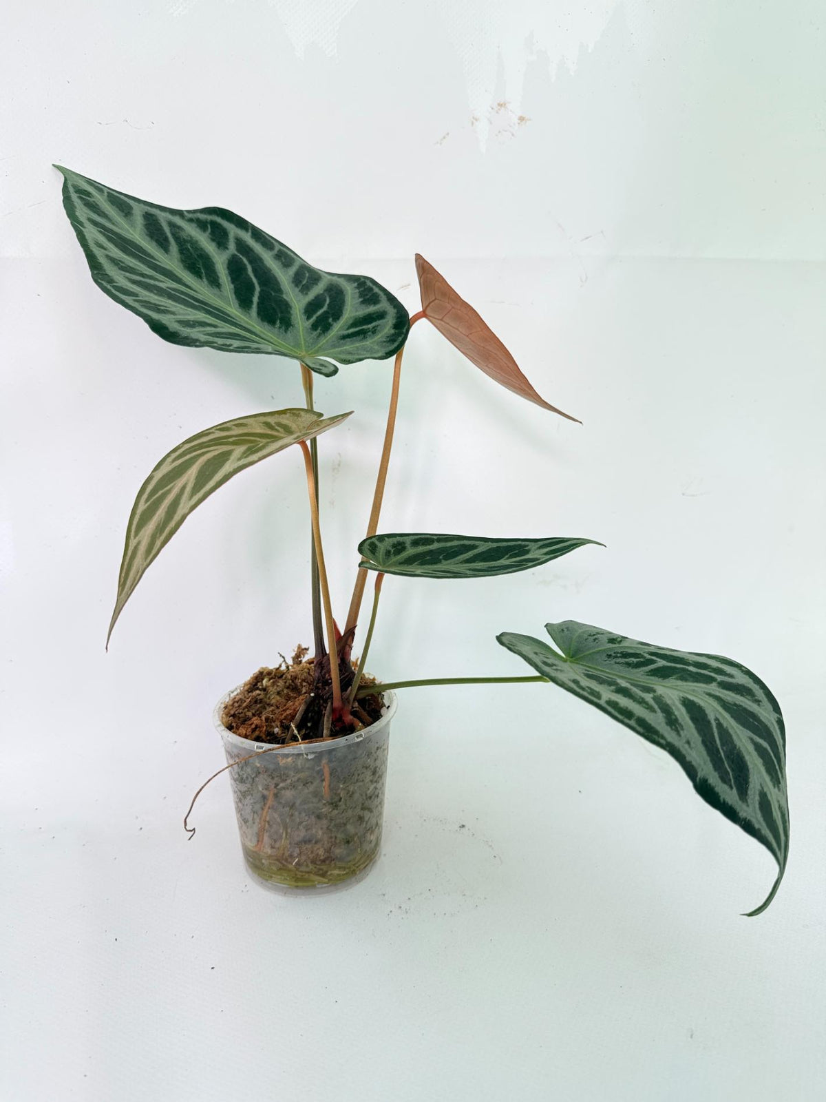 Anthurium Red Crystallinum x Silver Blush 06