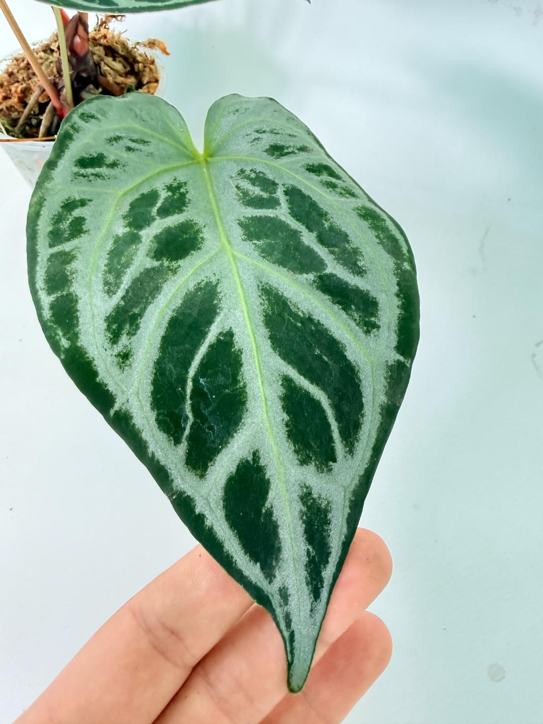 Anthurium Red Crystallinum x Silver Blush 07