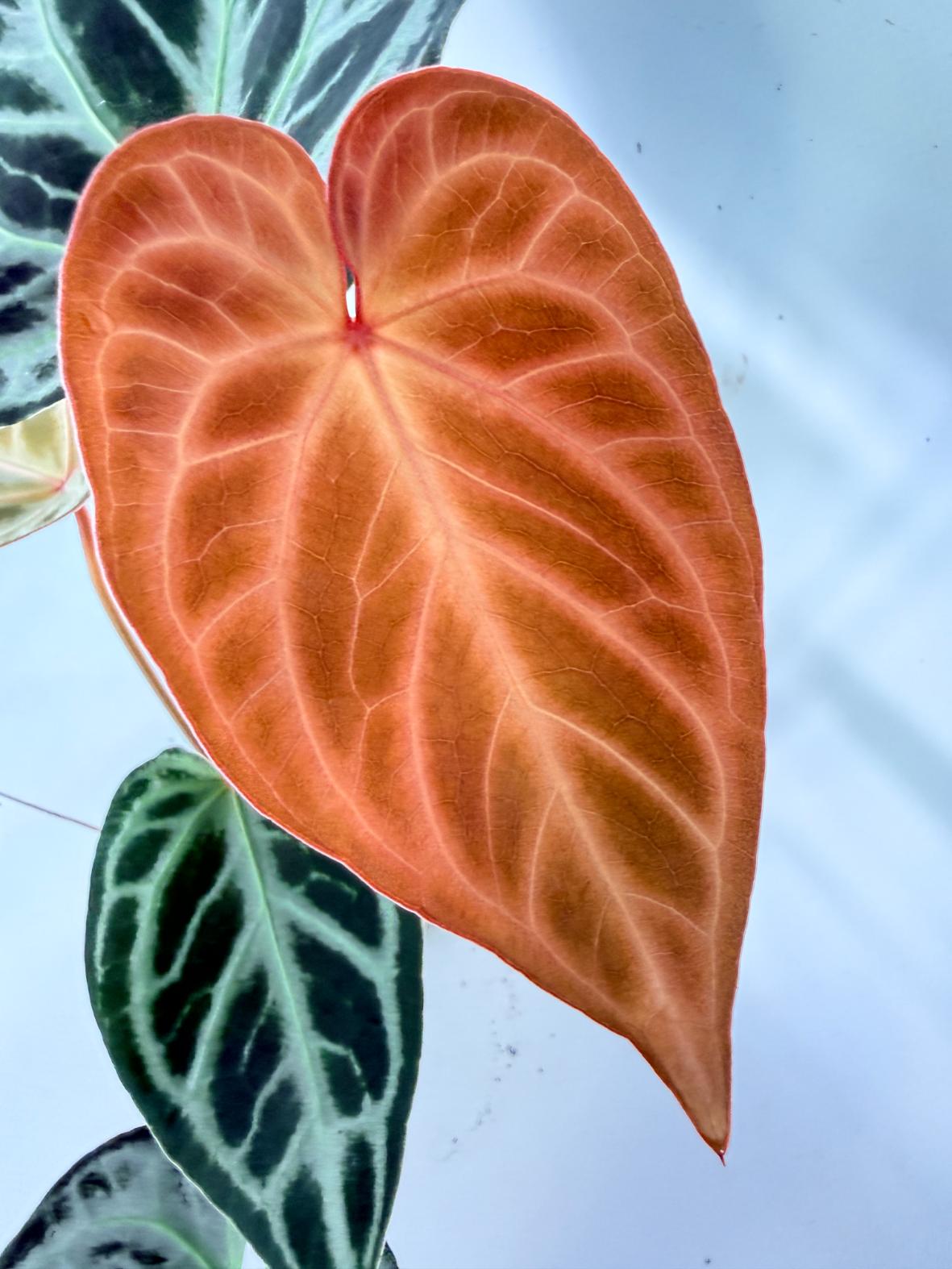 Anthurium Red Crystallinum x Silver Blush 03