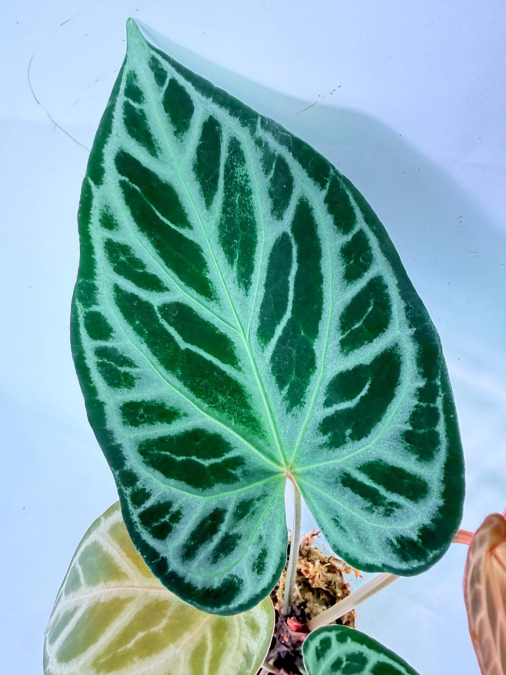 Anthurium Red Crystallinum x Silver Blush 08