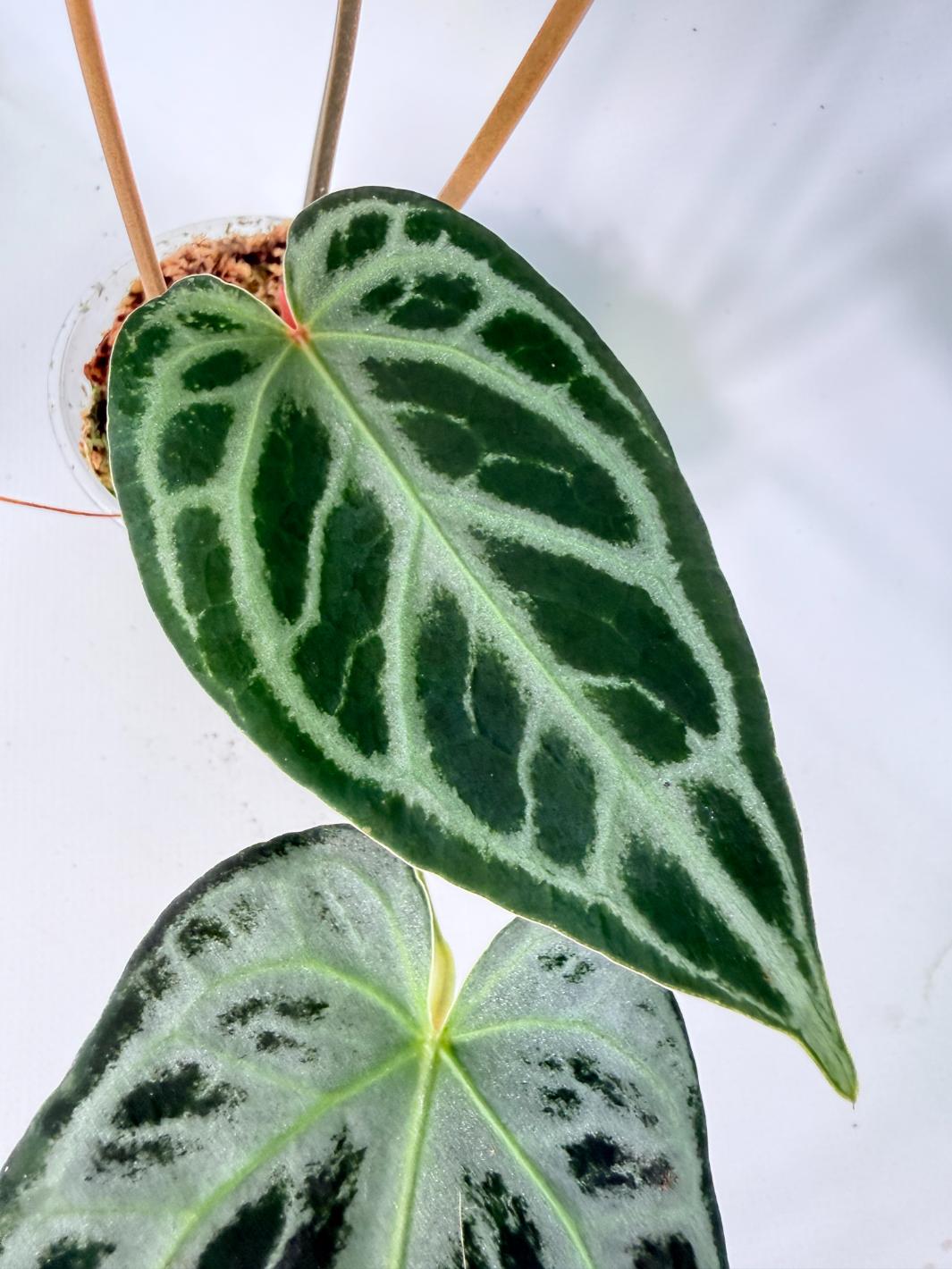 Anthurium Red Crystallinum x Silver Blush 09