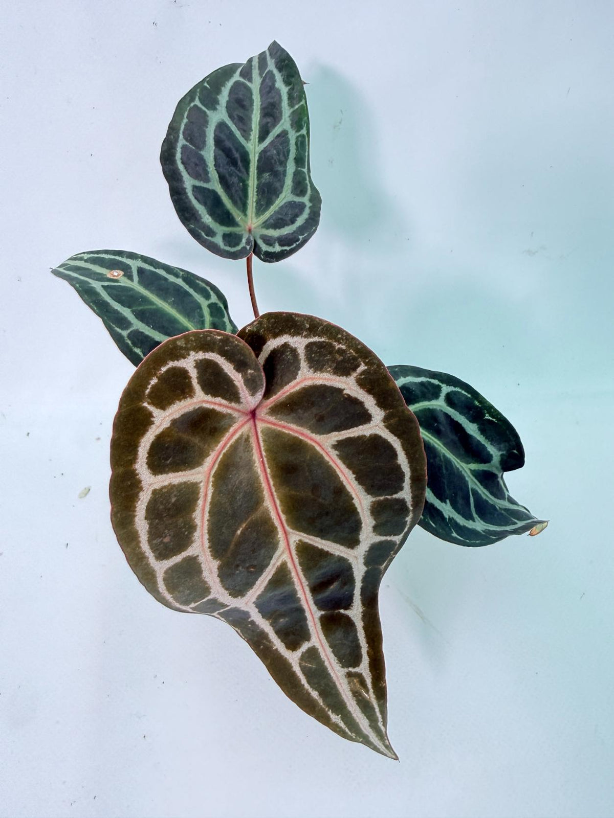 Anthurium Red Crystallinum 07