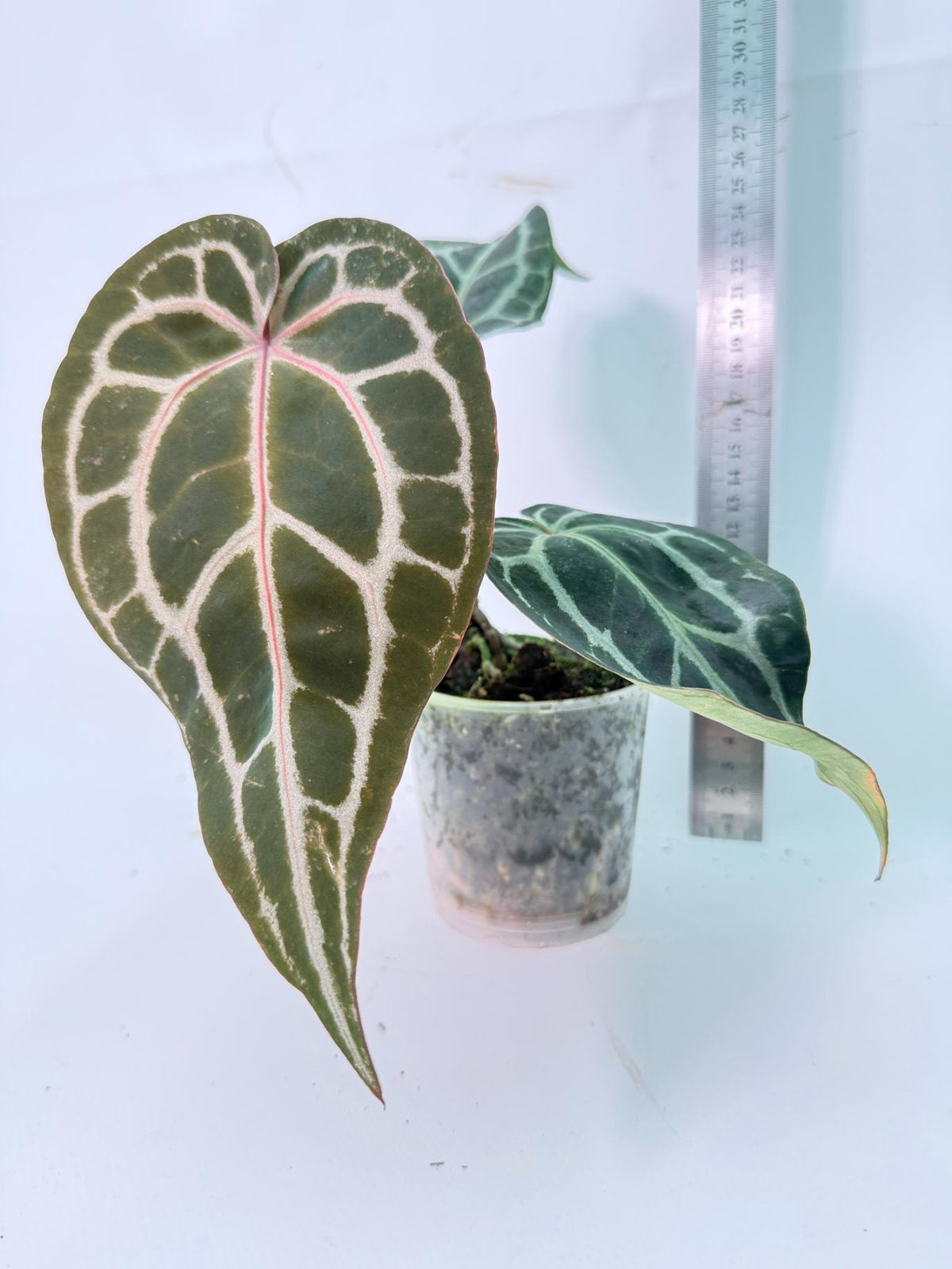 Anthurium Red Crystallinum 08