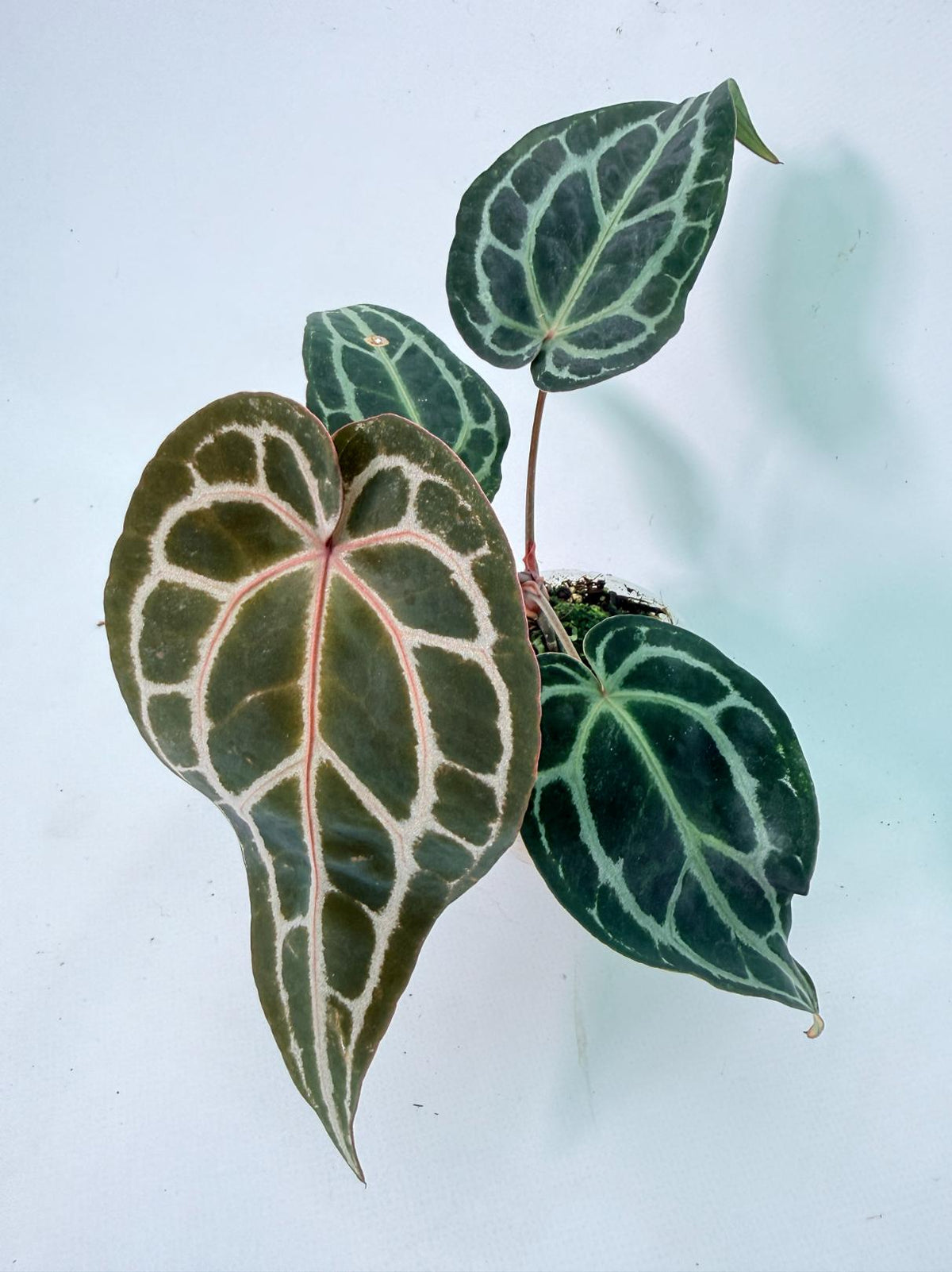 Anthurium Red Crystallinum 01