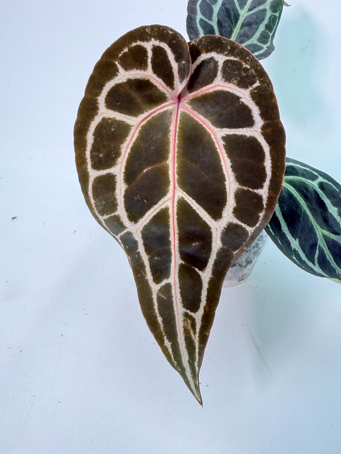 Anthurium Red Crystallinum 02
