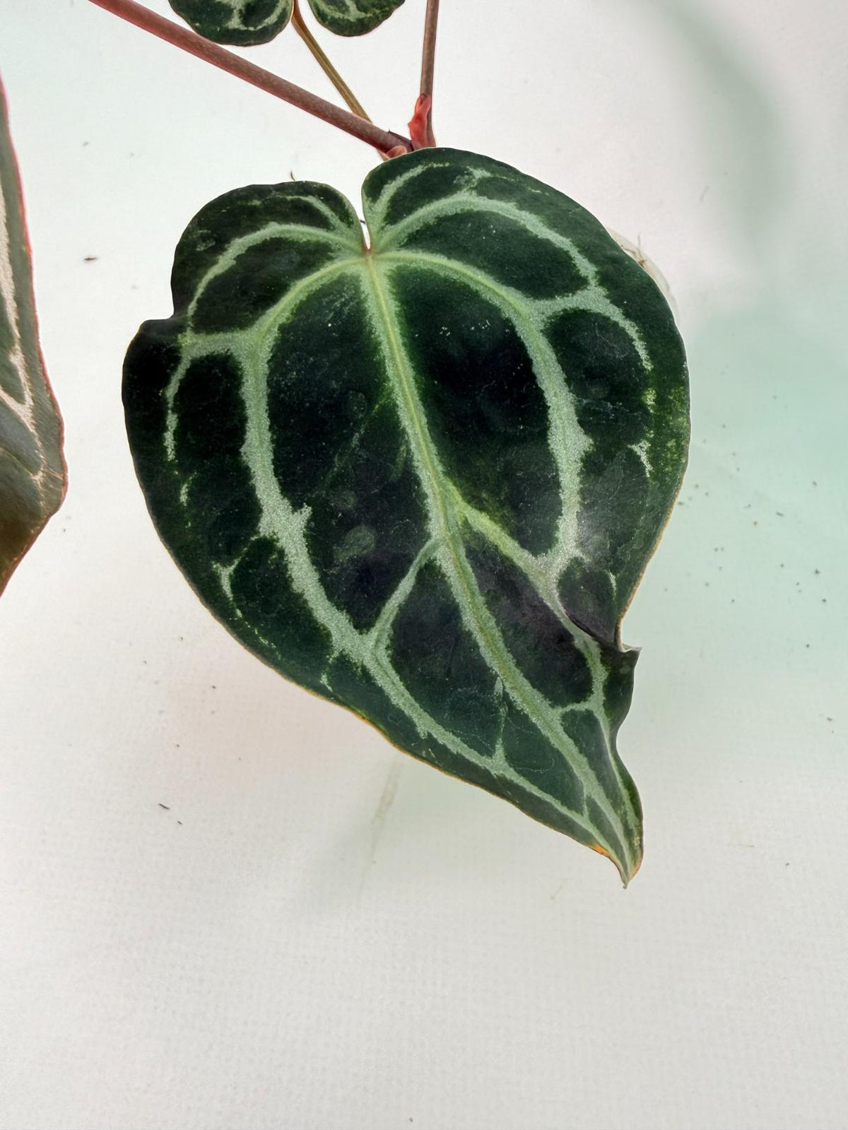 Anthurium Red Crystallinum 03