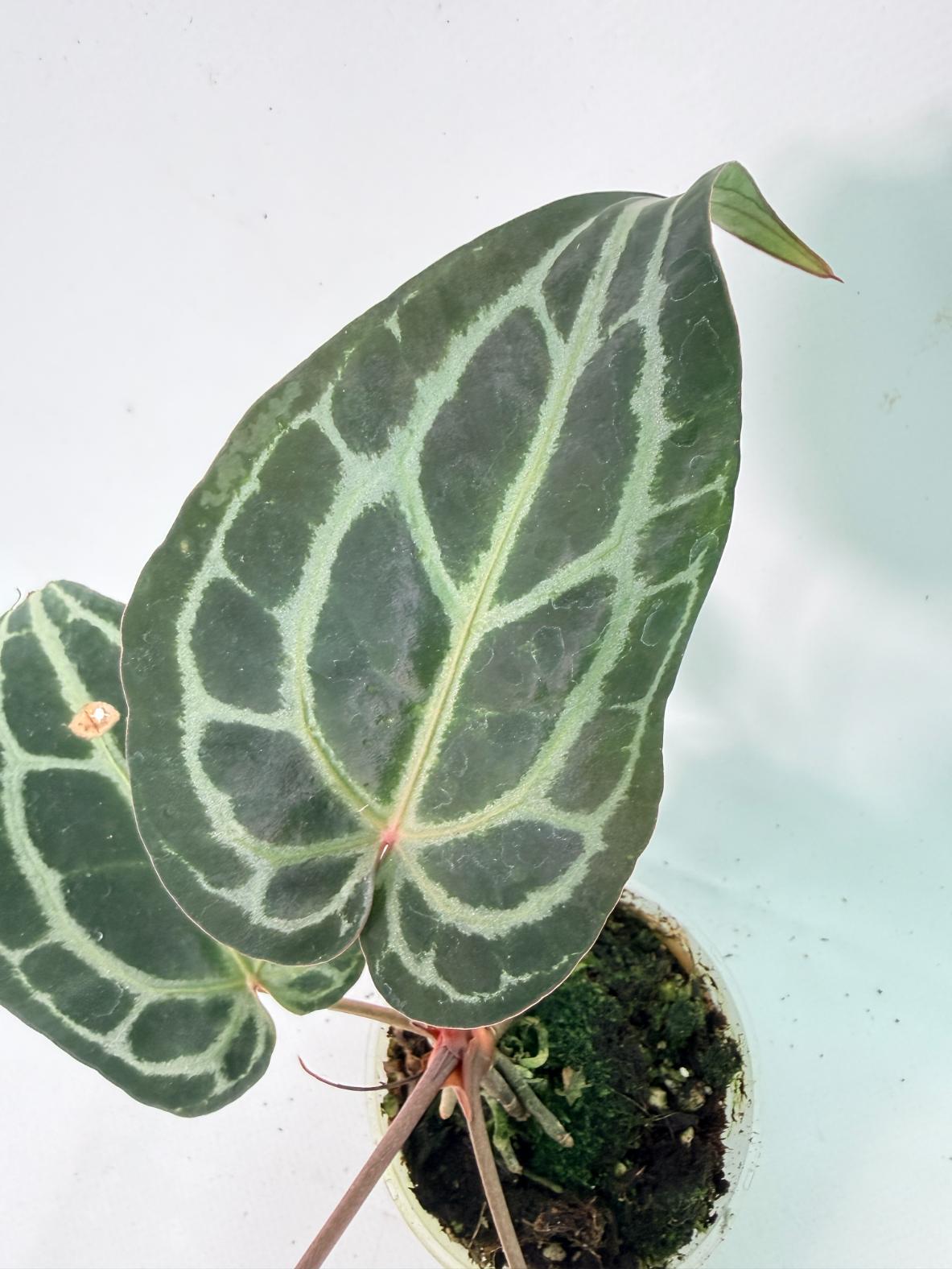 Anthurium Red Crystallinum 04