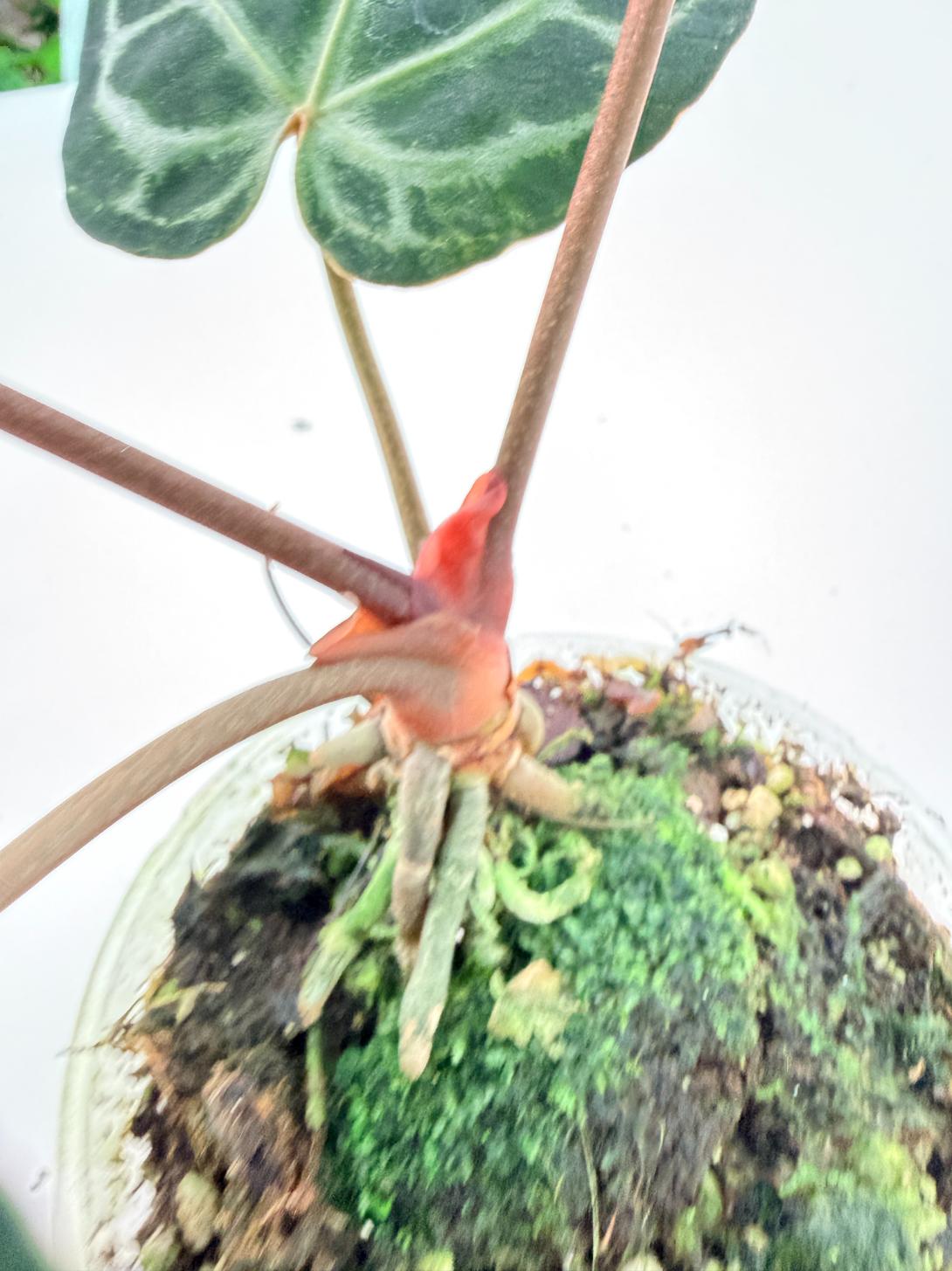 Anthurium Red Crystallinum 05