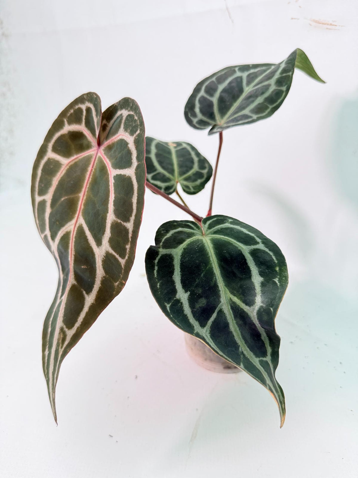 Anthurium Red Crystallinum 06